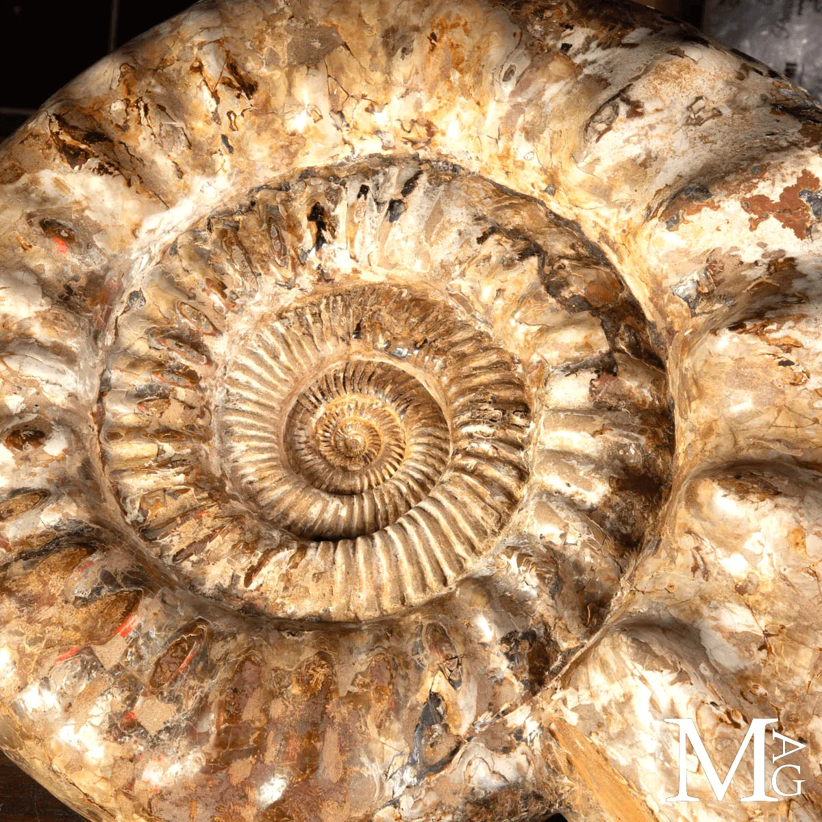Ammonite Fossile Gigante – Douvilliceras
