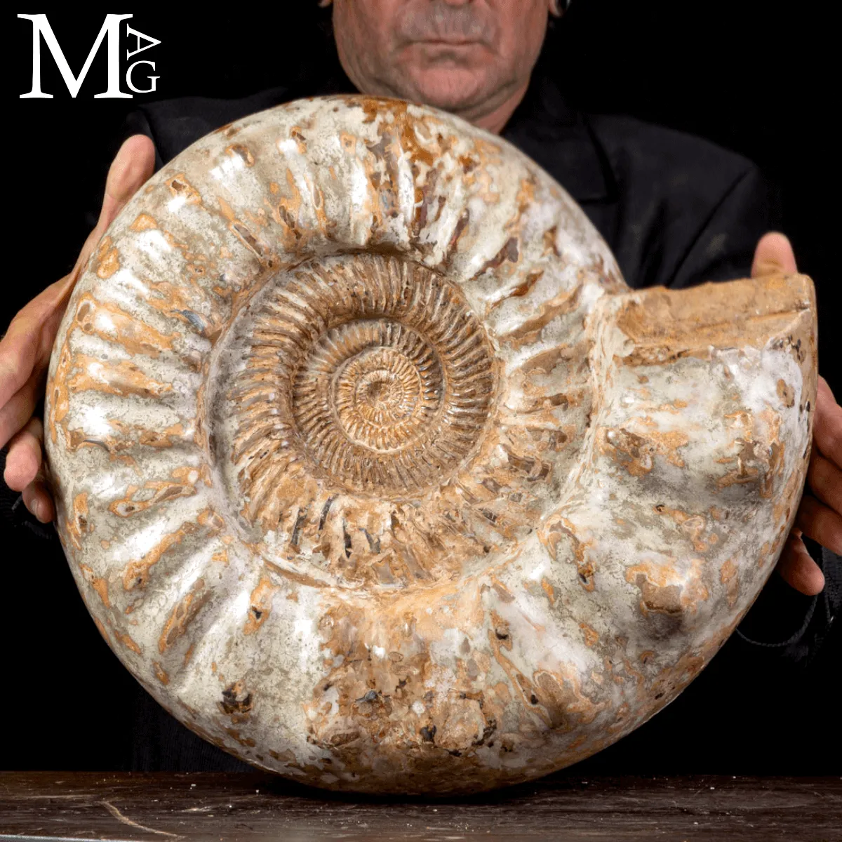 Douvilleiceras – L’eco del mare del Cretaceo.