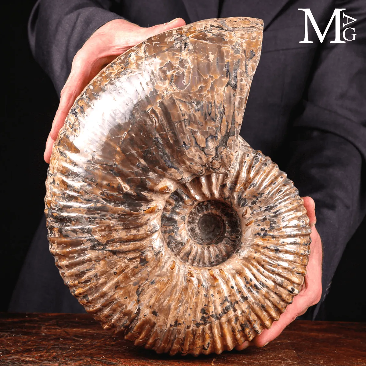 Douvilleiceras Mammillatum - Scultura di un Mare Antico.