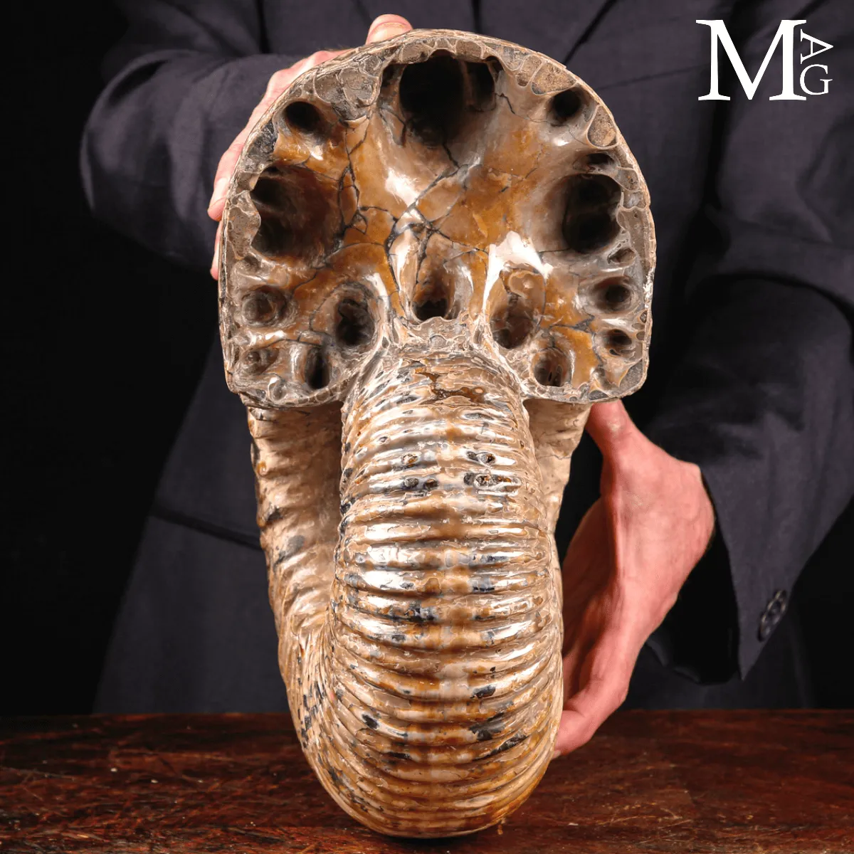 Douvilleiceras Mammillatum - Scultura di un Mare Antico.