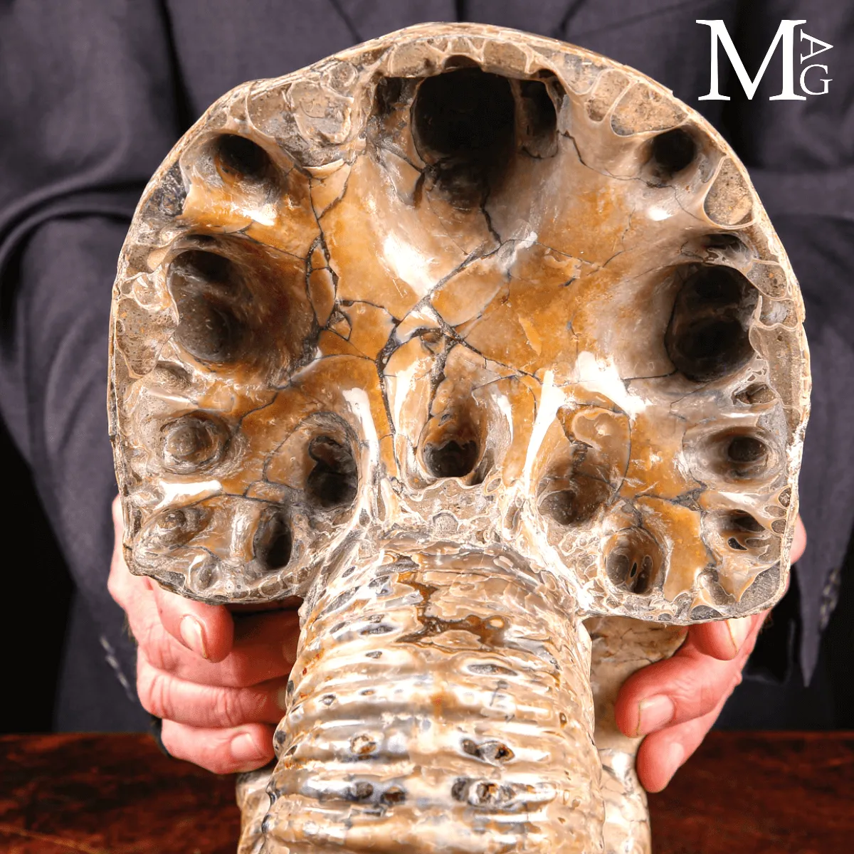 Douvilleiceras Mammillatum - Scultura di un Mare Antico.