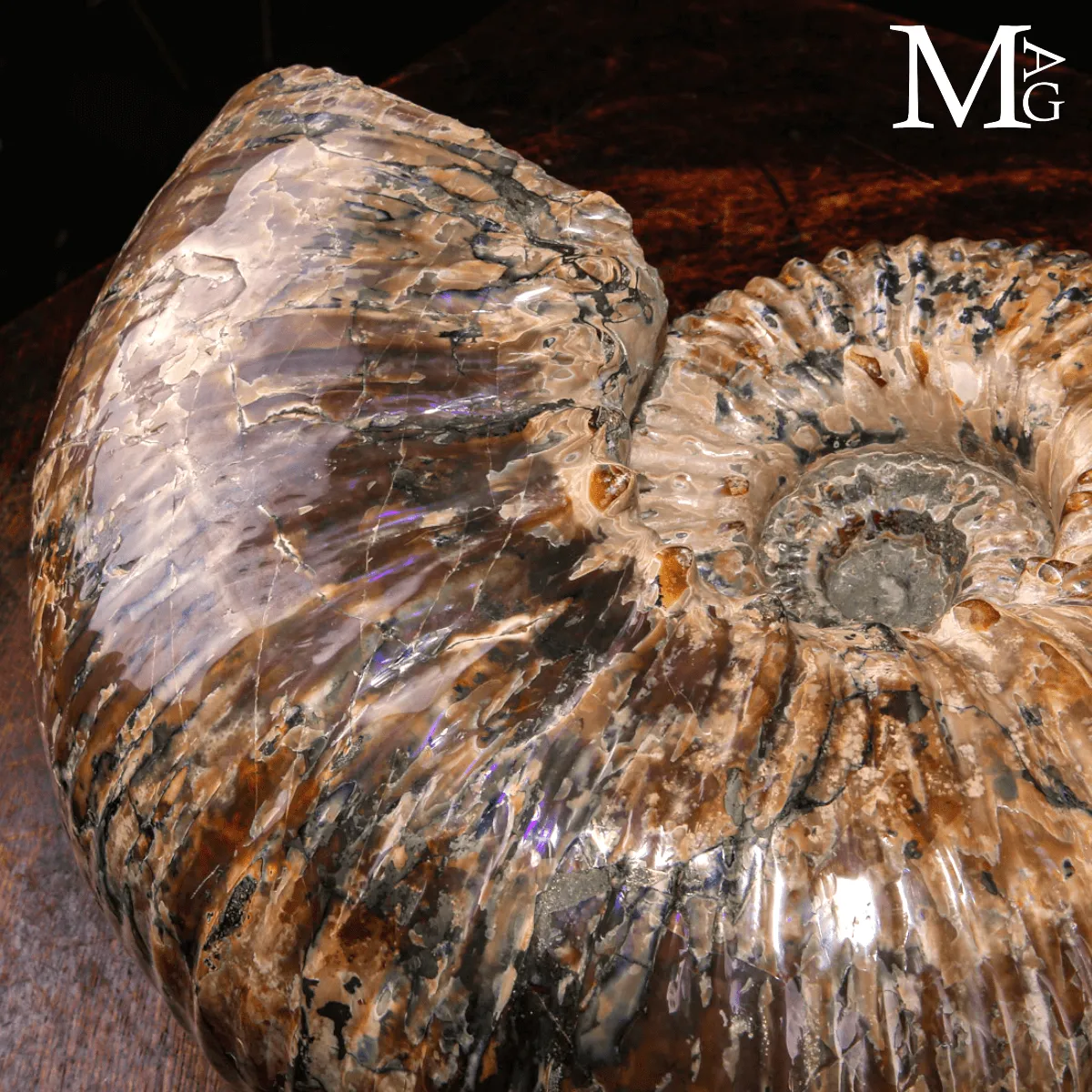 Douvilleiceras Mammillatum - Scultura di un Mare Antico.