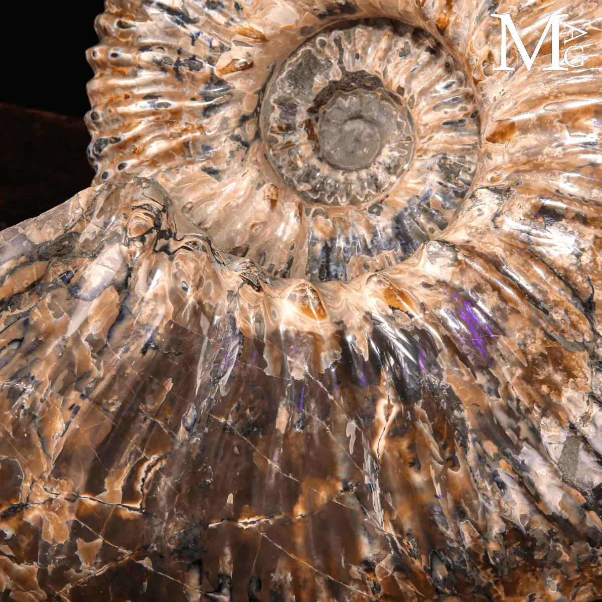 Douvilleiceras Mammillatum - Scultura di un Mare Antico.