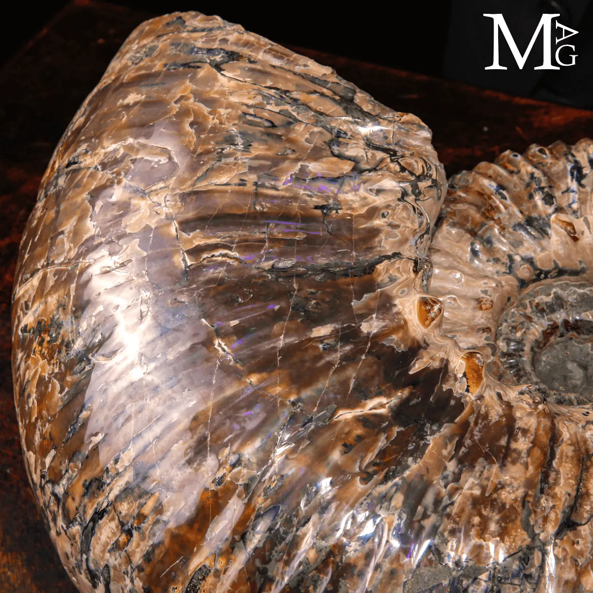 Douvilleiceras Mammillatum - Scultura di un Mare Antico.