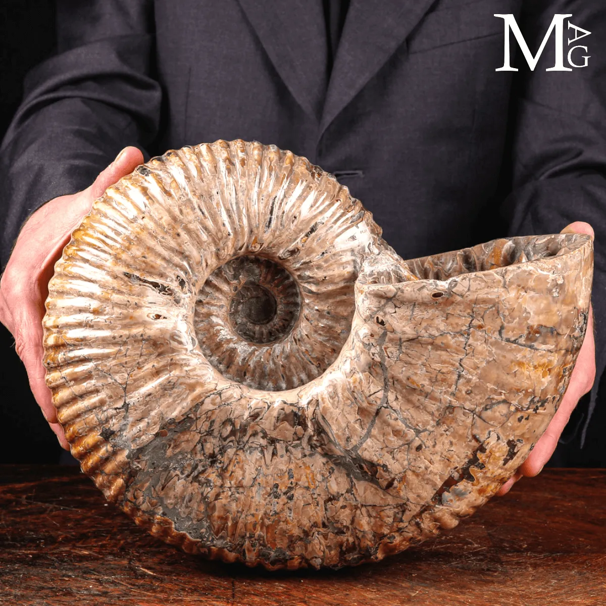 Douvilleiceras Mammillatum - Scultura di un Mare Antico.