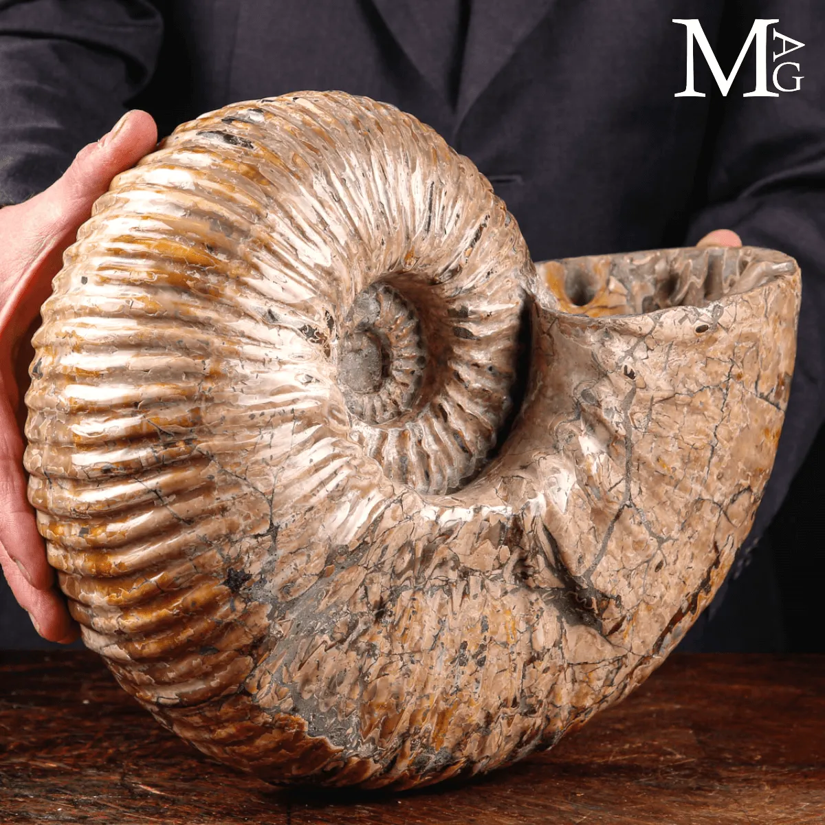 Douvilleiceras Mammillatum - Scultura di un Mare Antico.