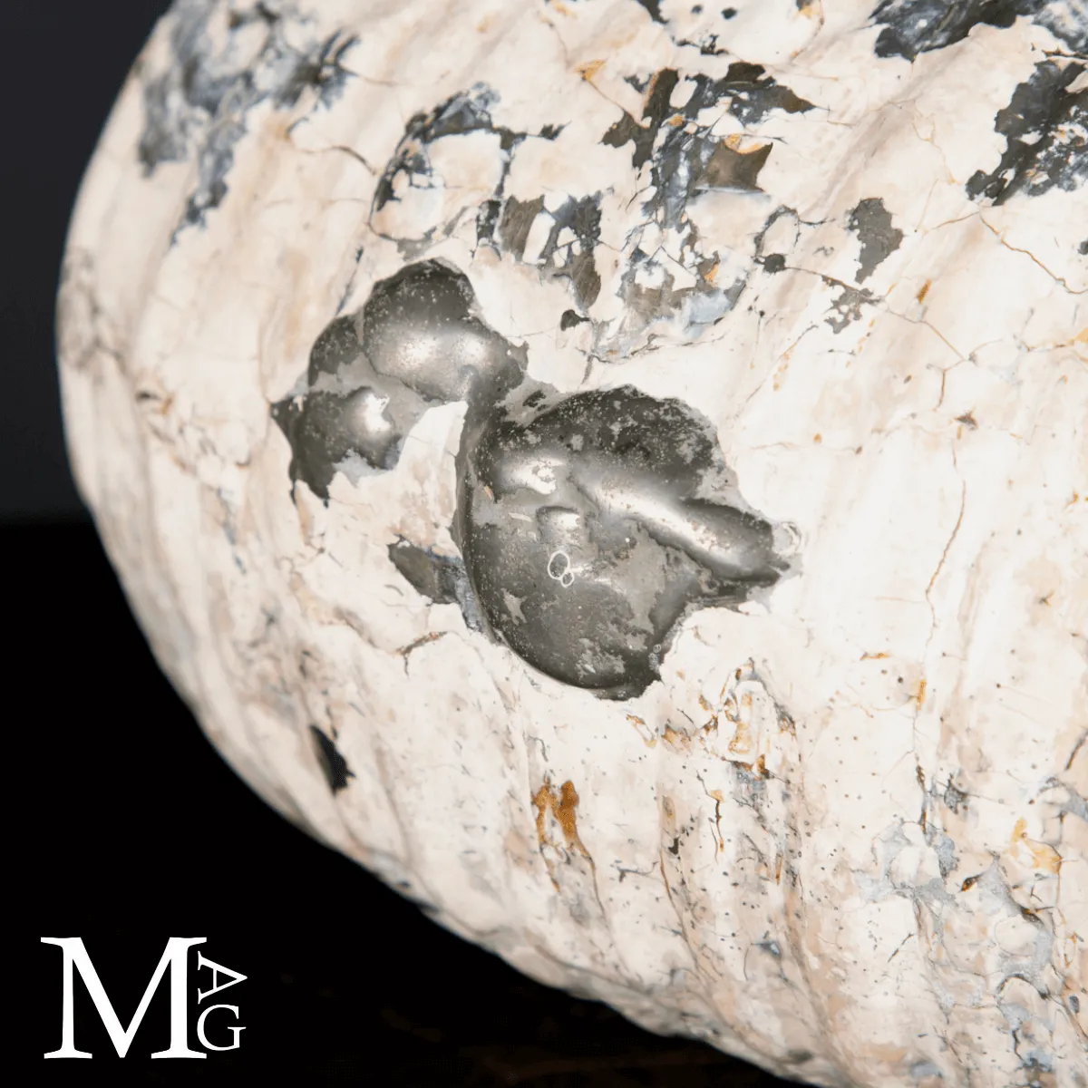 Douvilleiceras Mammillatum - Ammonite fossile.