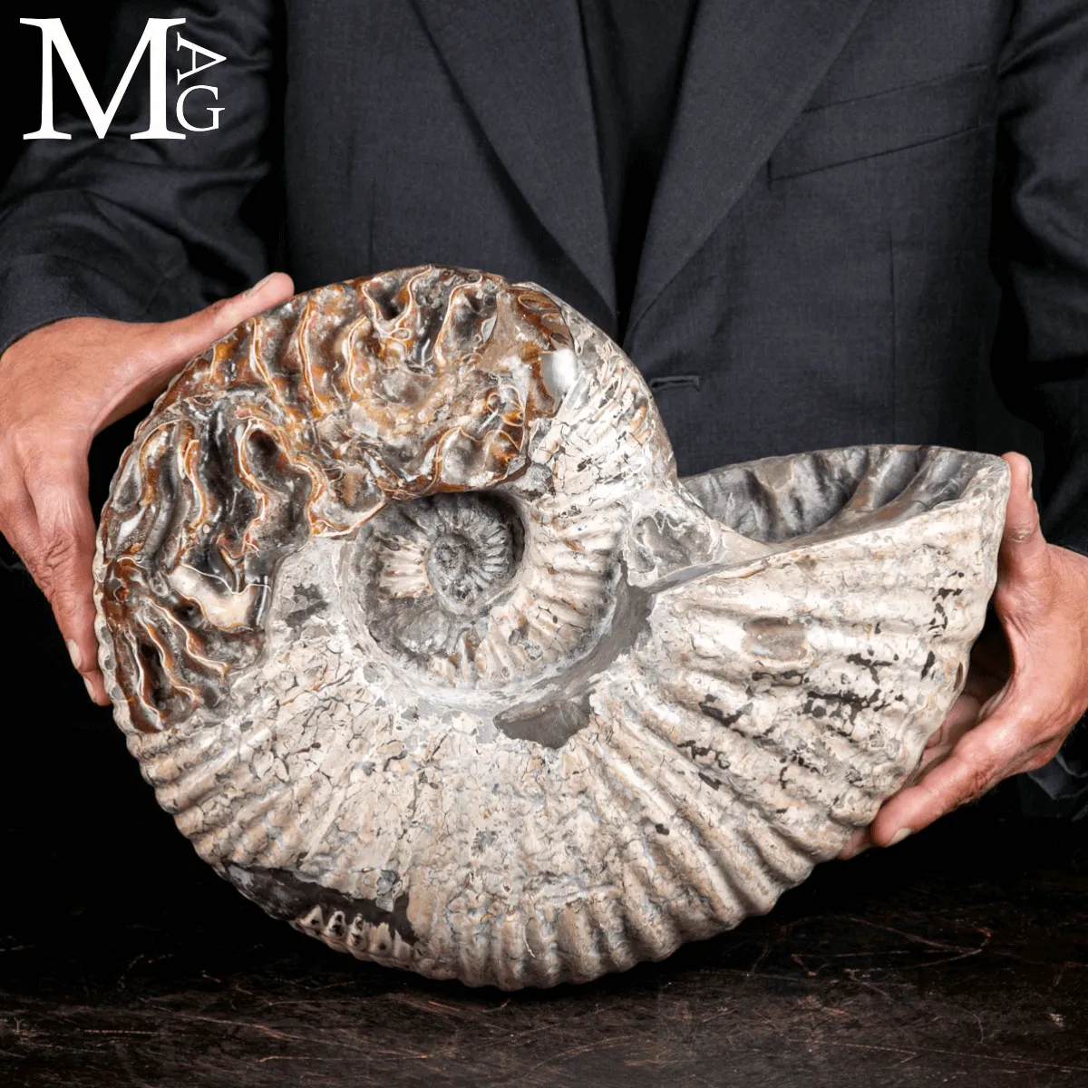 Douvilleiceras Mammillatum - Ammonite fossile.