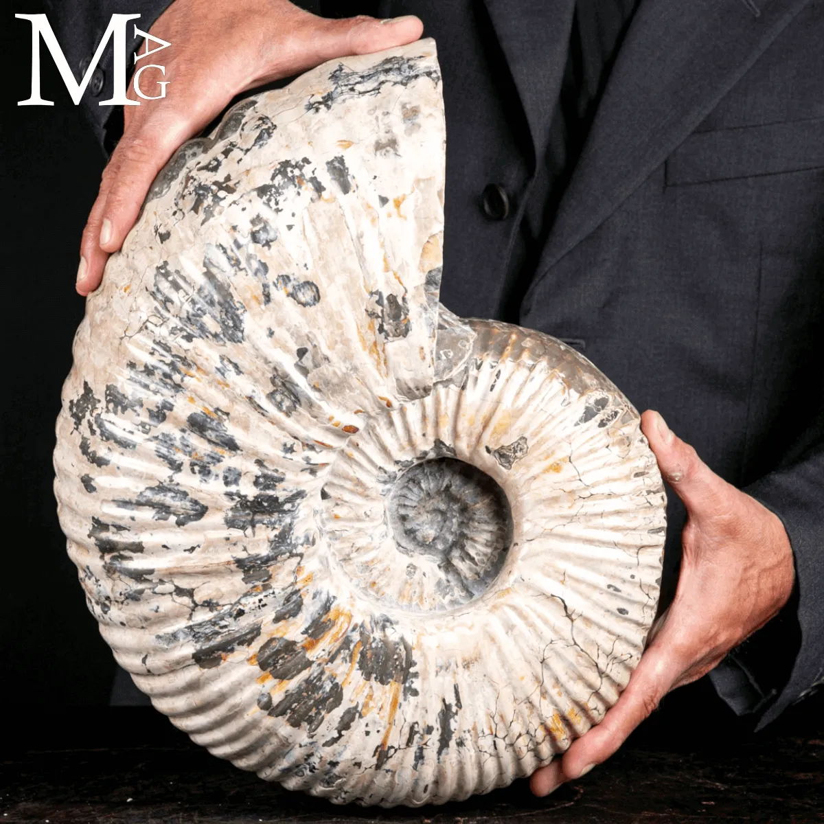 Douvilleiceras Mammillatum - Ammonite fossile.