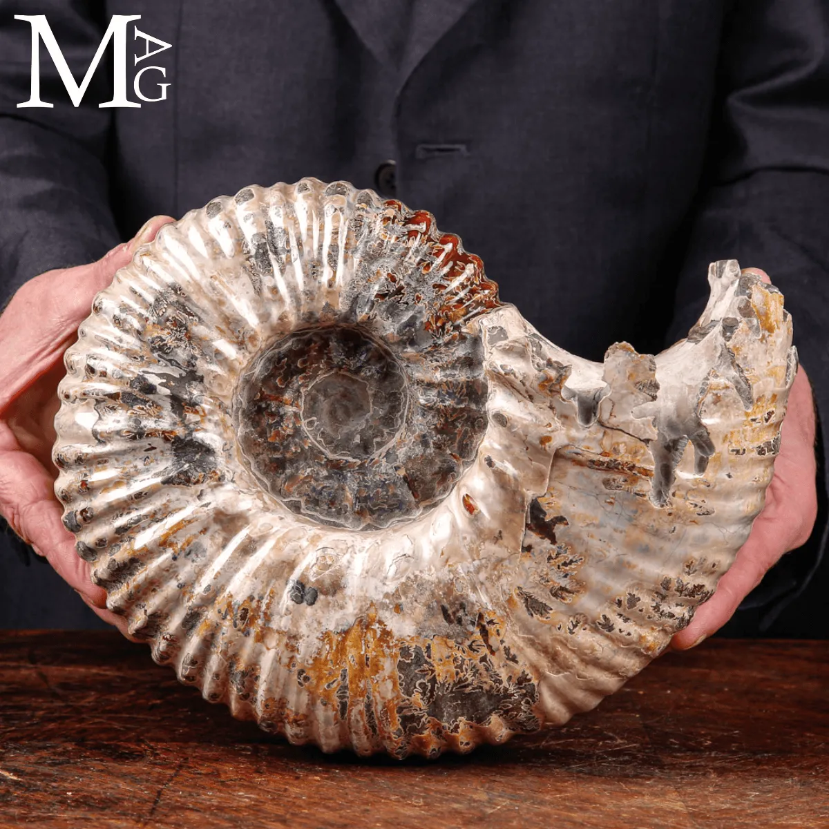 Ammonite fossile Douvilleiceras – Madagascar.