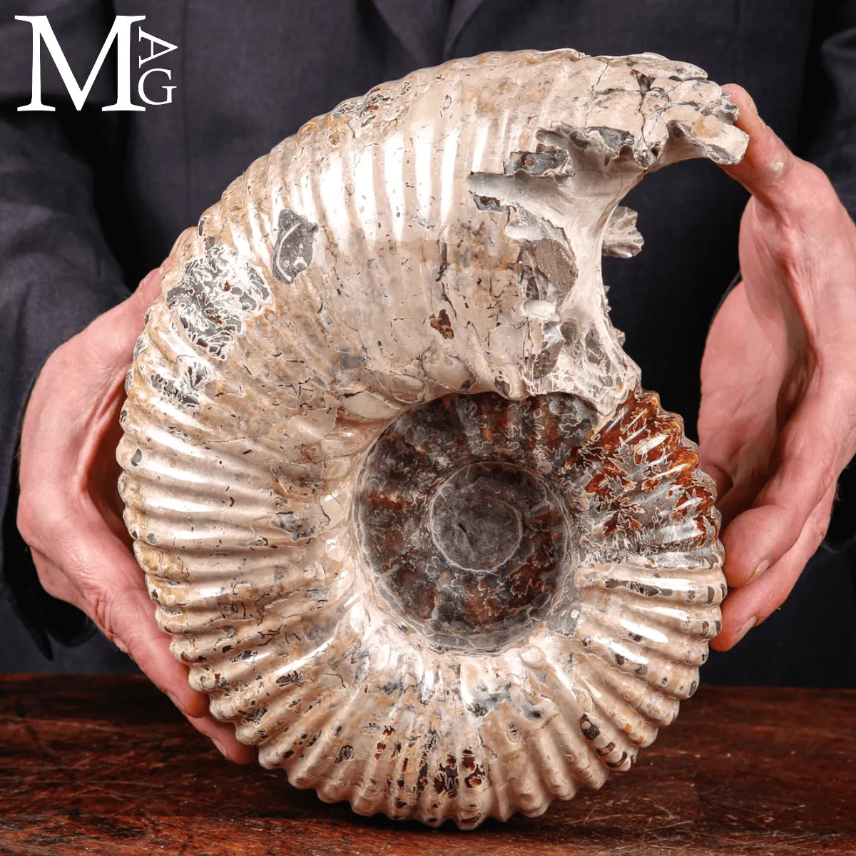 Ammonite fossile Douvilleiceras – Madagascar.