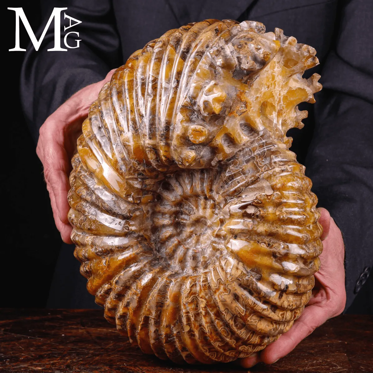 Ammonite fossile Douvilleiceras – Madagascar.