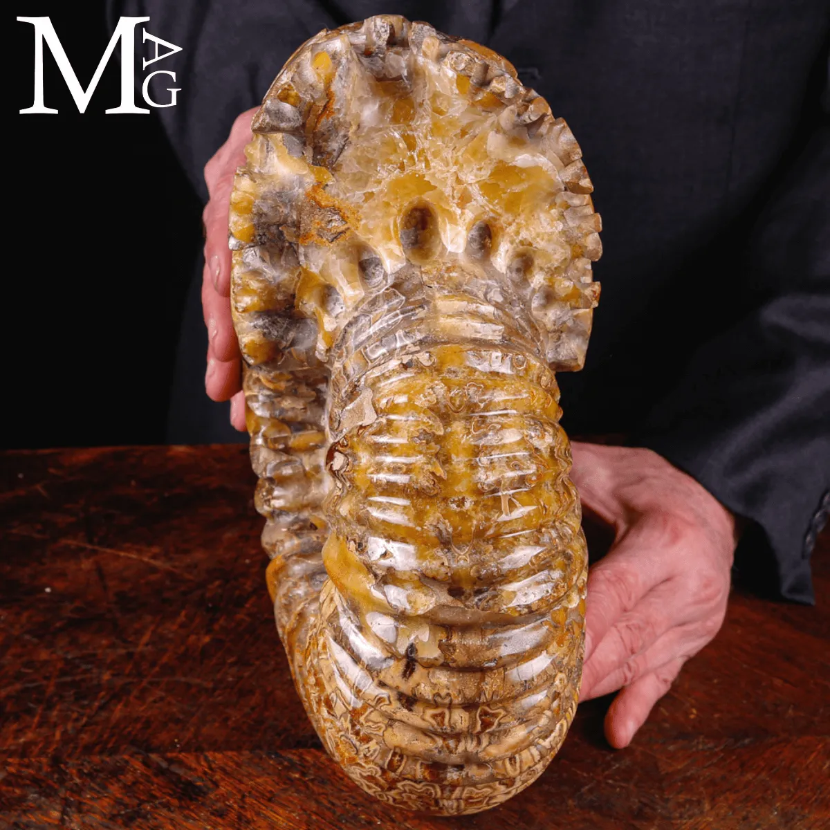 Ammonite fossile Douvilleiceras – Madagascar.
