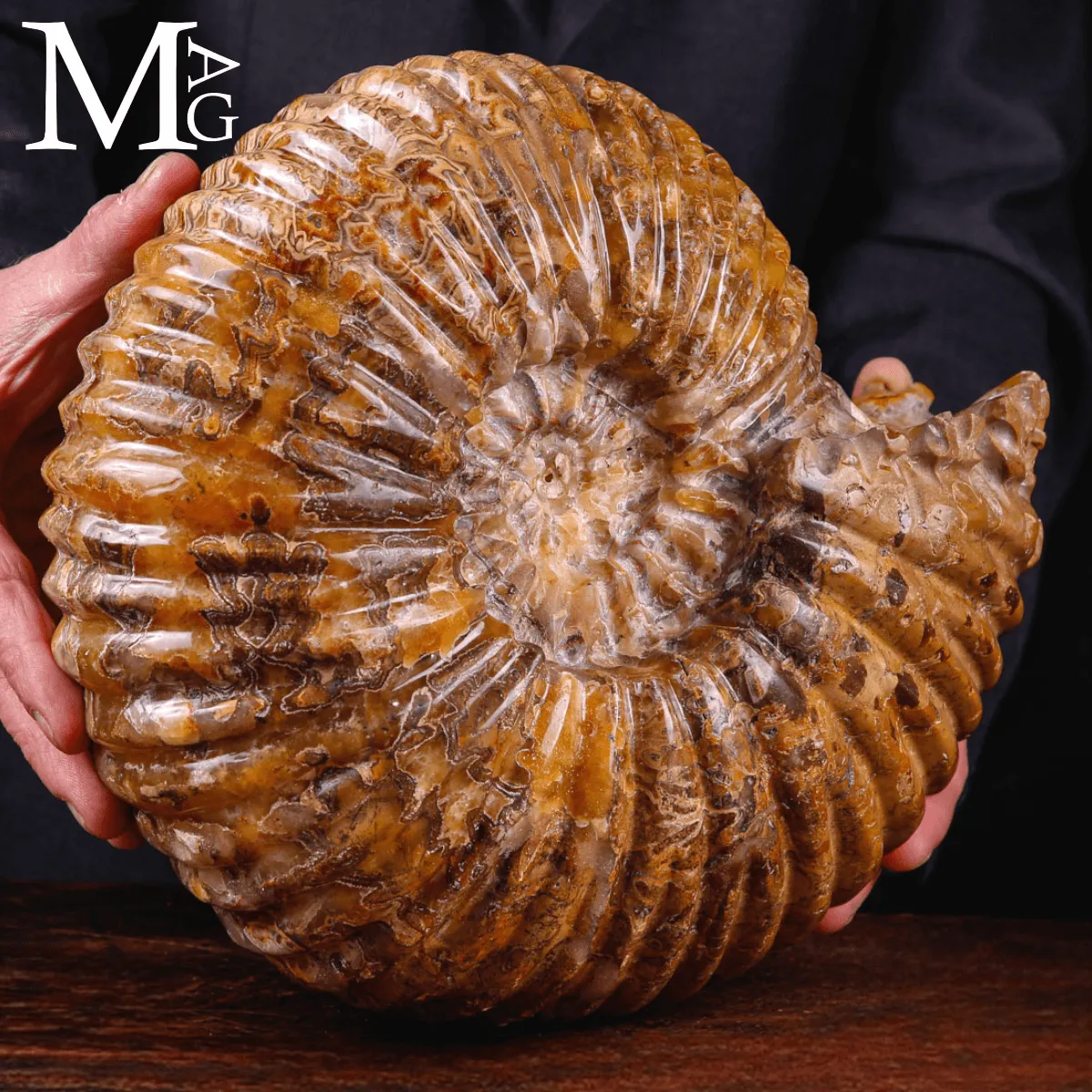 Ammonite fossile Douvilleiceras – Madagascar.