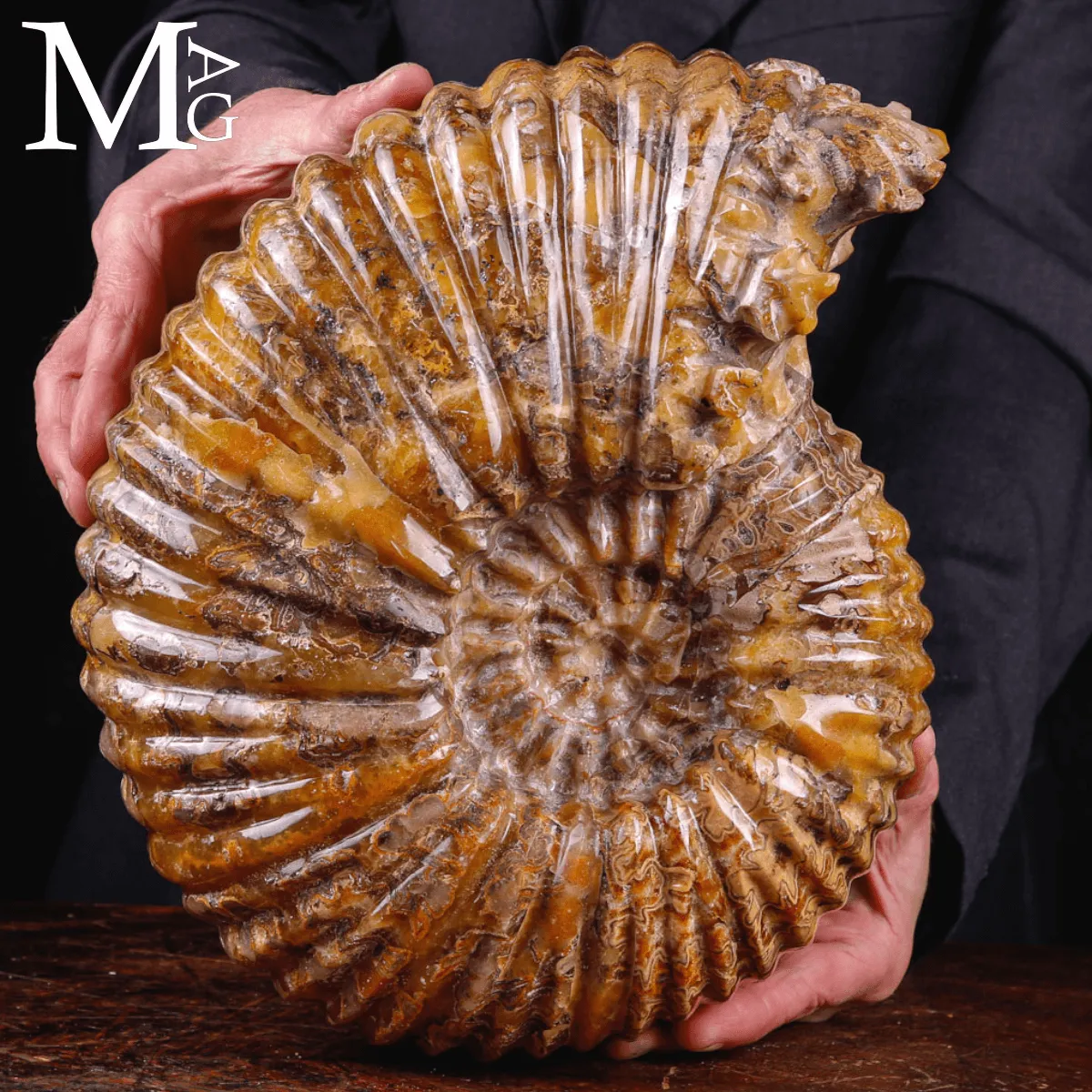 Ammonite fossile Douvilleiceras – Madagascar.