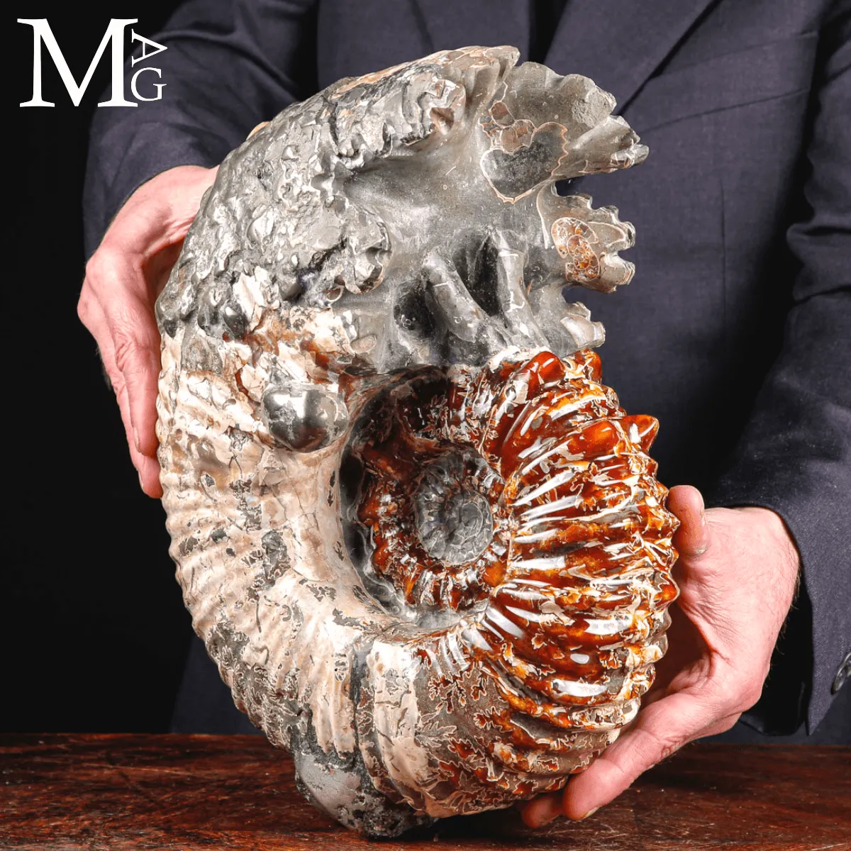 Ammonite fossile Douvilleiceras – Madagascar