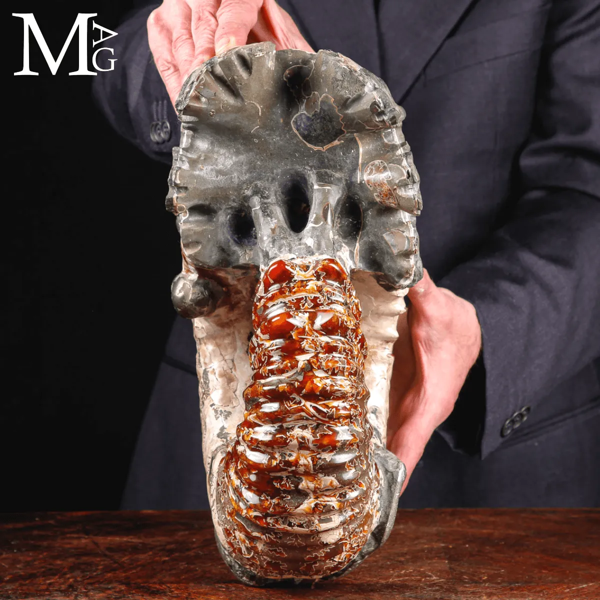 Ammonite fossile Douvilleiceras – Madagascar