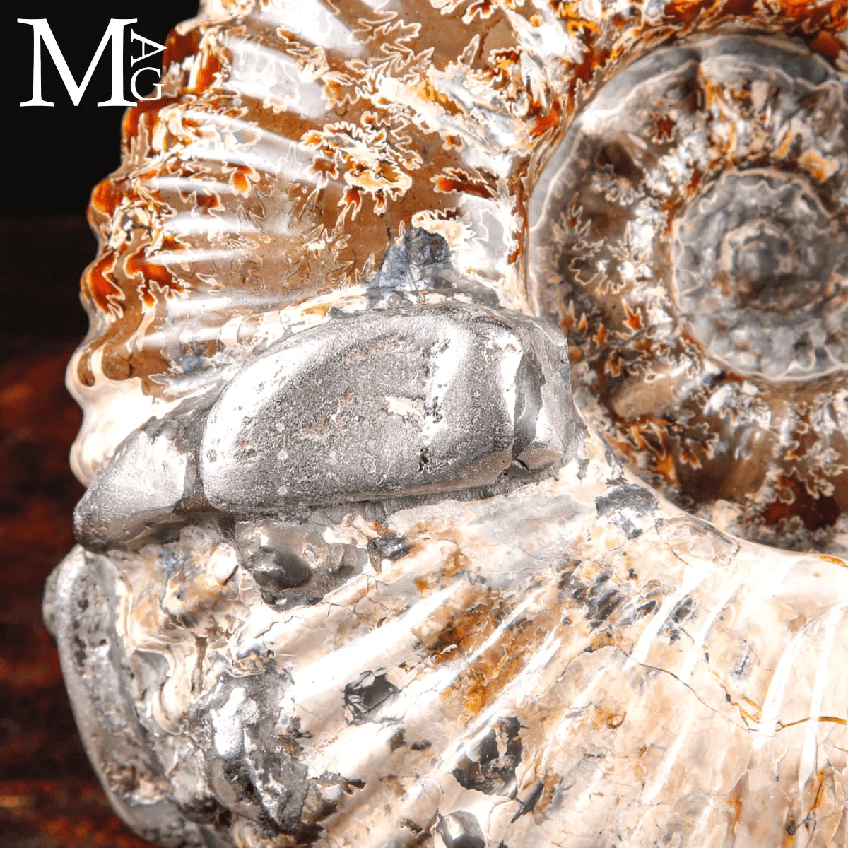 Ammonite fossile Douvilleiceras – Madagascar