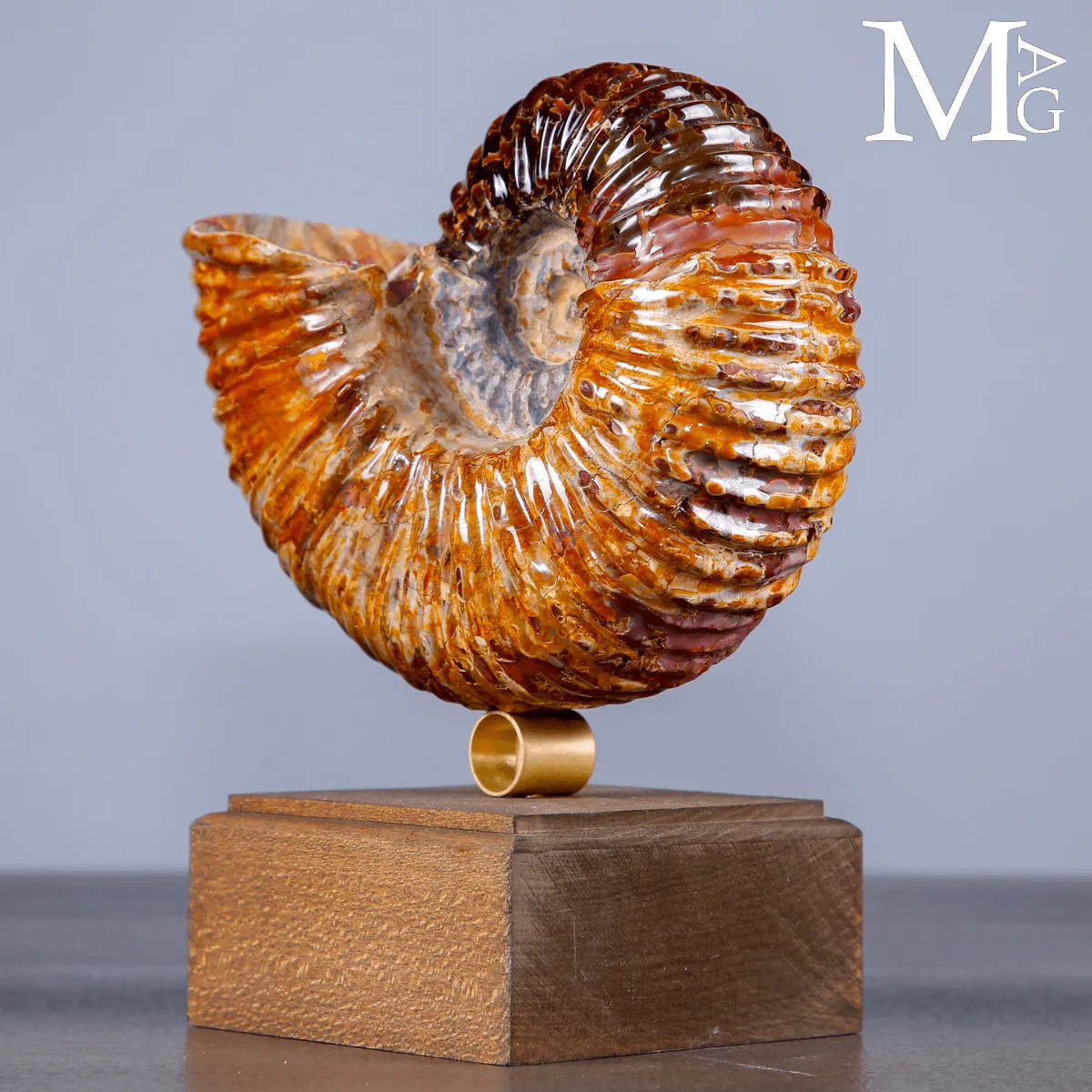 Ammonite Douvilleiceras su base – fossile Aragonite e Calcite
