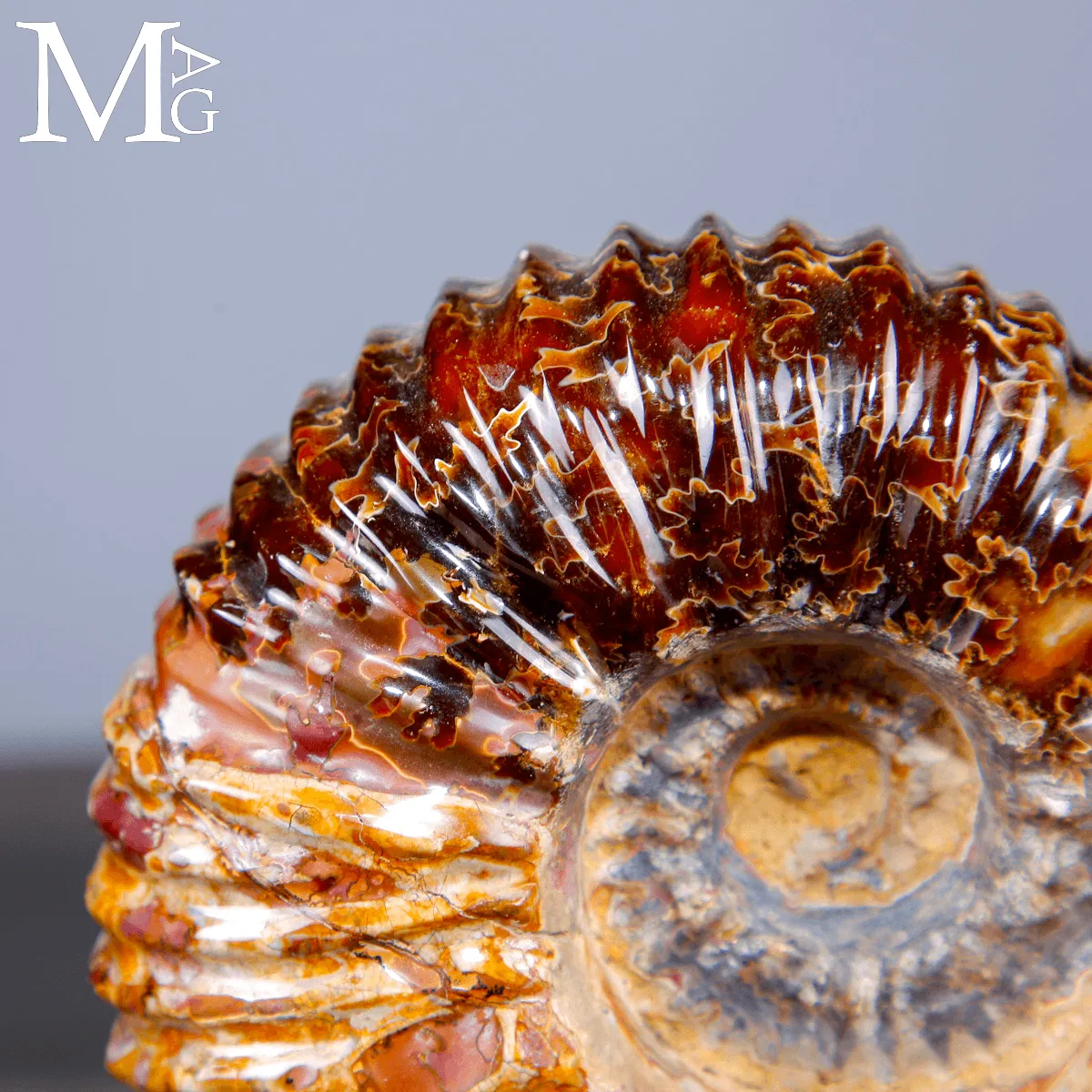 Ammonite Douvilleiceras su base – fossile Aragonite e Calcite