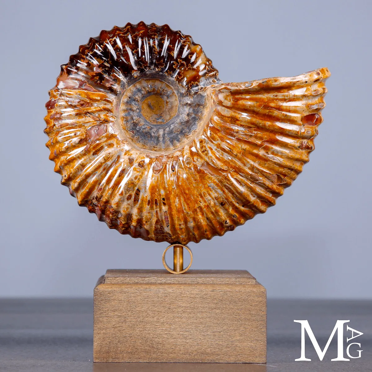 Ammonite Douvilleiceras su base – fossile Aragonite e Calcite