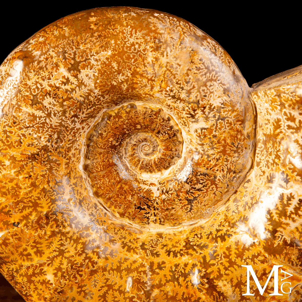 Ammonite Fossile – Euaspidoceras.