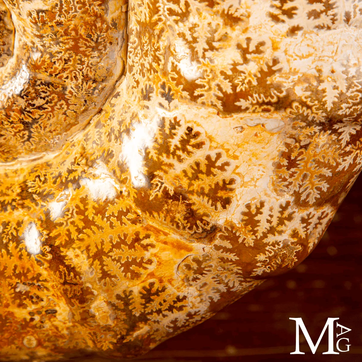 Ammonite Fossile – Euaspidoceras.