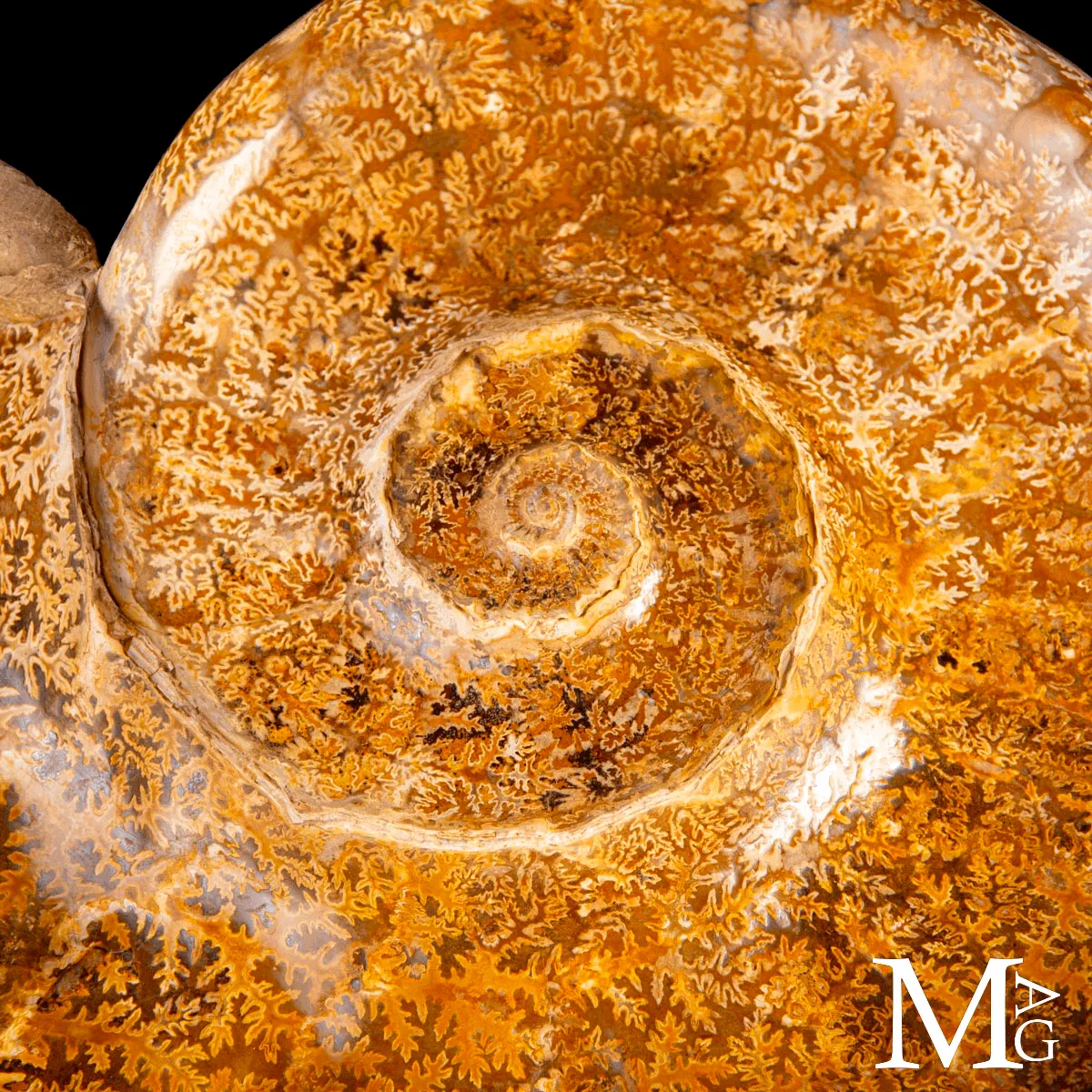 Ammonite Fossile – Euaspidoceras.