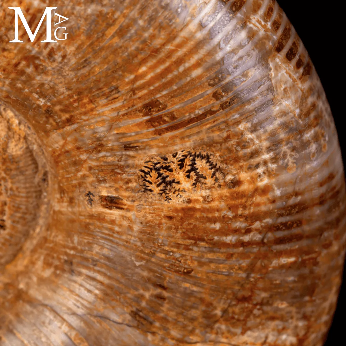Ammonite Fossile Lytoceras – Eleganza Preistorica su Base.