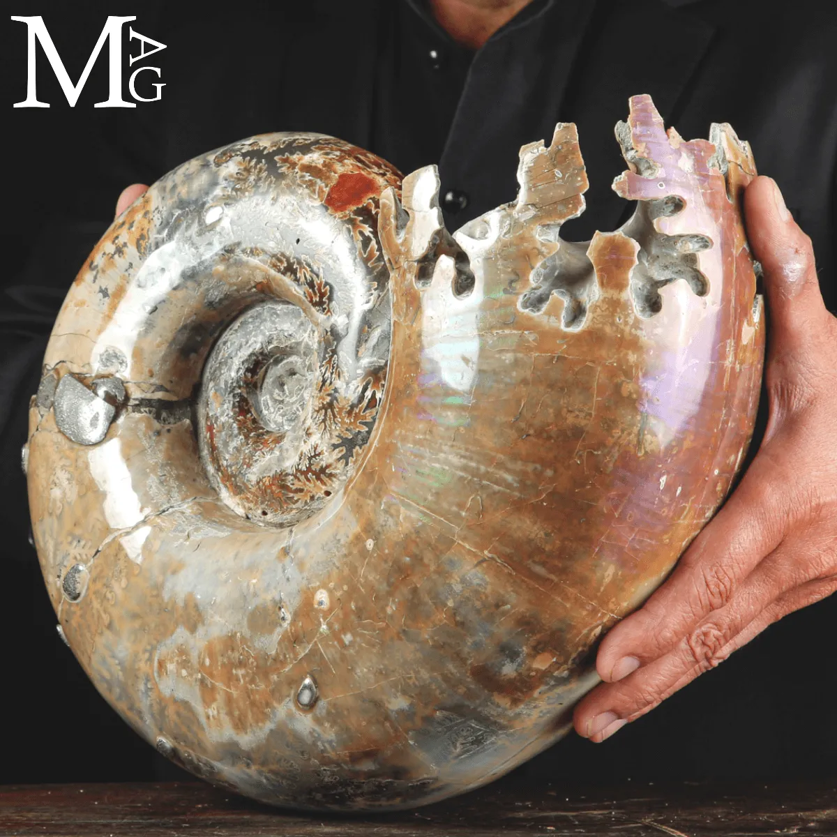 Ammonite Fossile Lytoceras Fimbriatum su Base di Legno e Ottone.