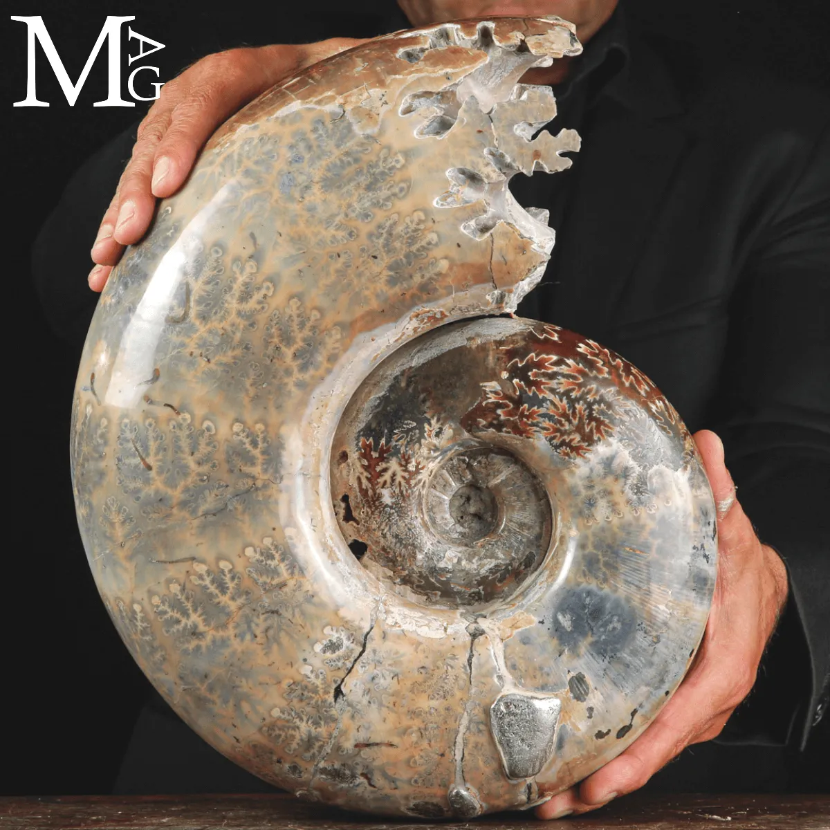 Ammonite Fossile Lytoceras Fimbriatum su Base di Legno e Ottone.