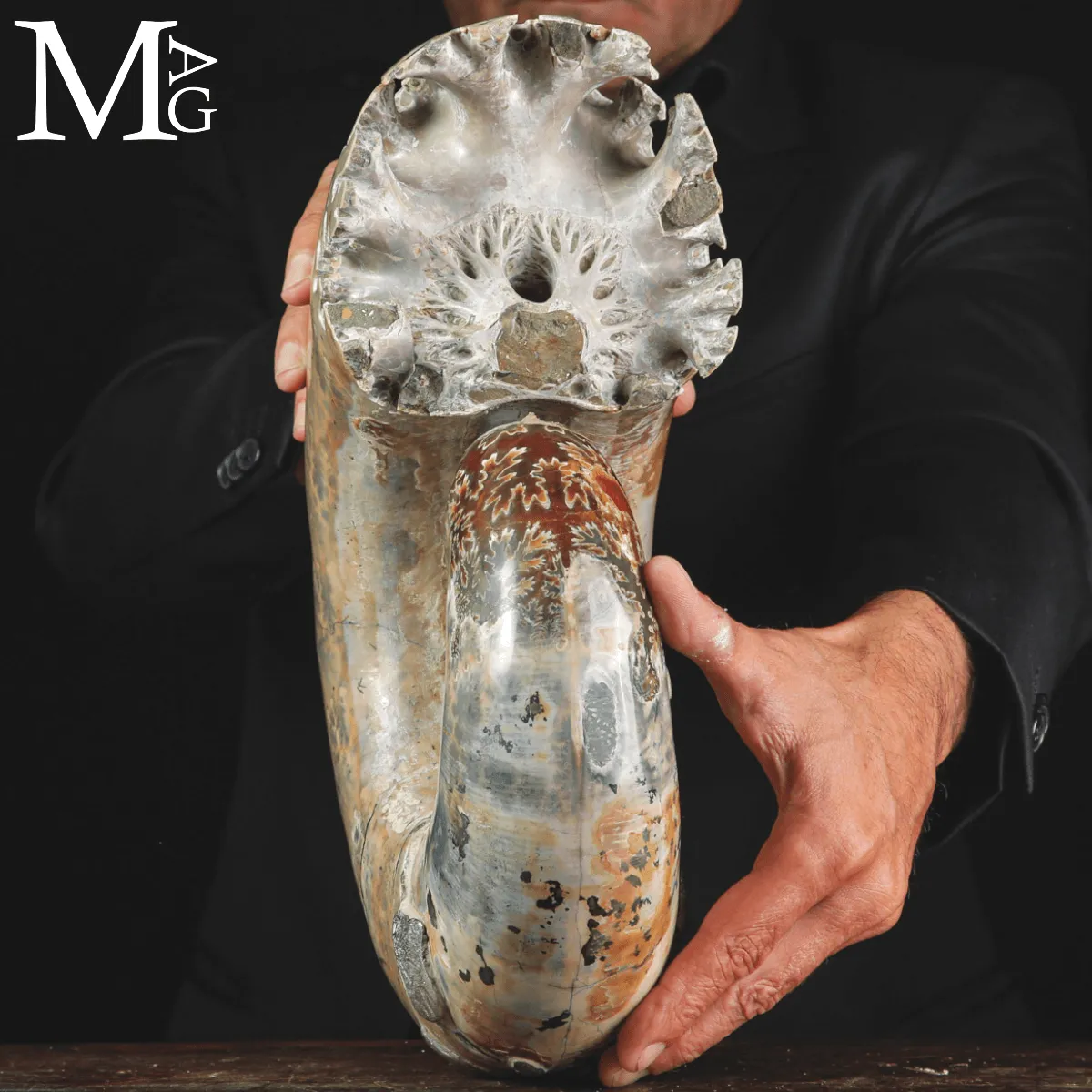 Ammonite Fossile Lytoceras Fimbriatum su Base di Legno e Ottone.