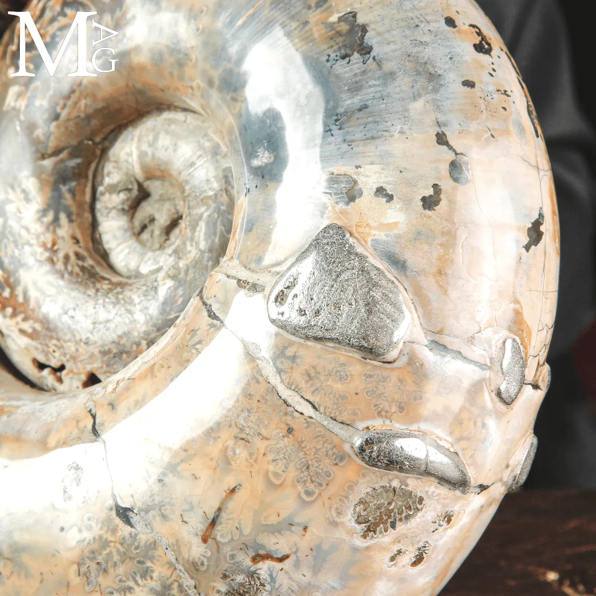Ammonite Fossile Lytoceras Fimbriatum su Base di Legno e Ottone.