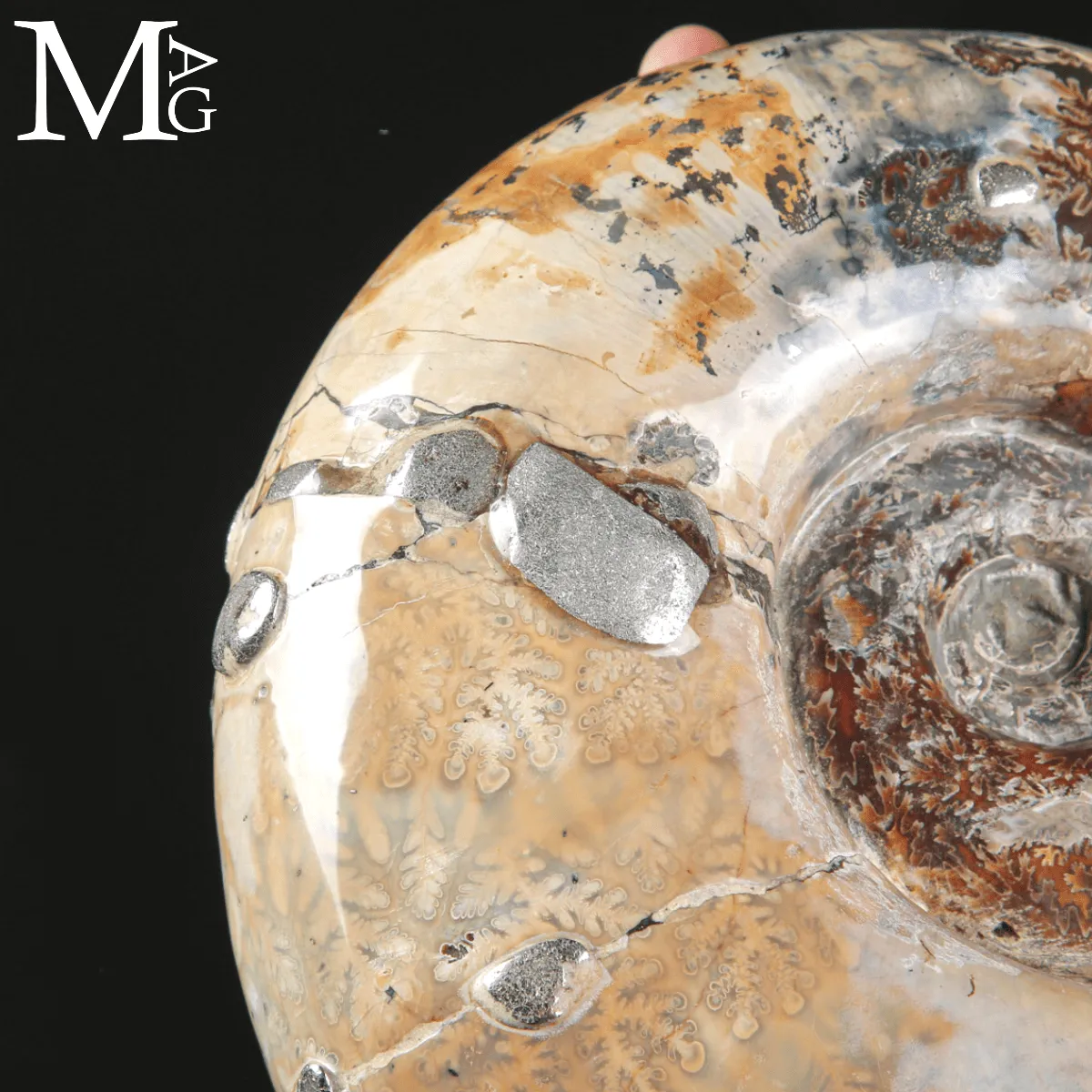 Ammonite Fossile Lytoceras Fimbriatum su Base di Legno e Ottone.