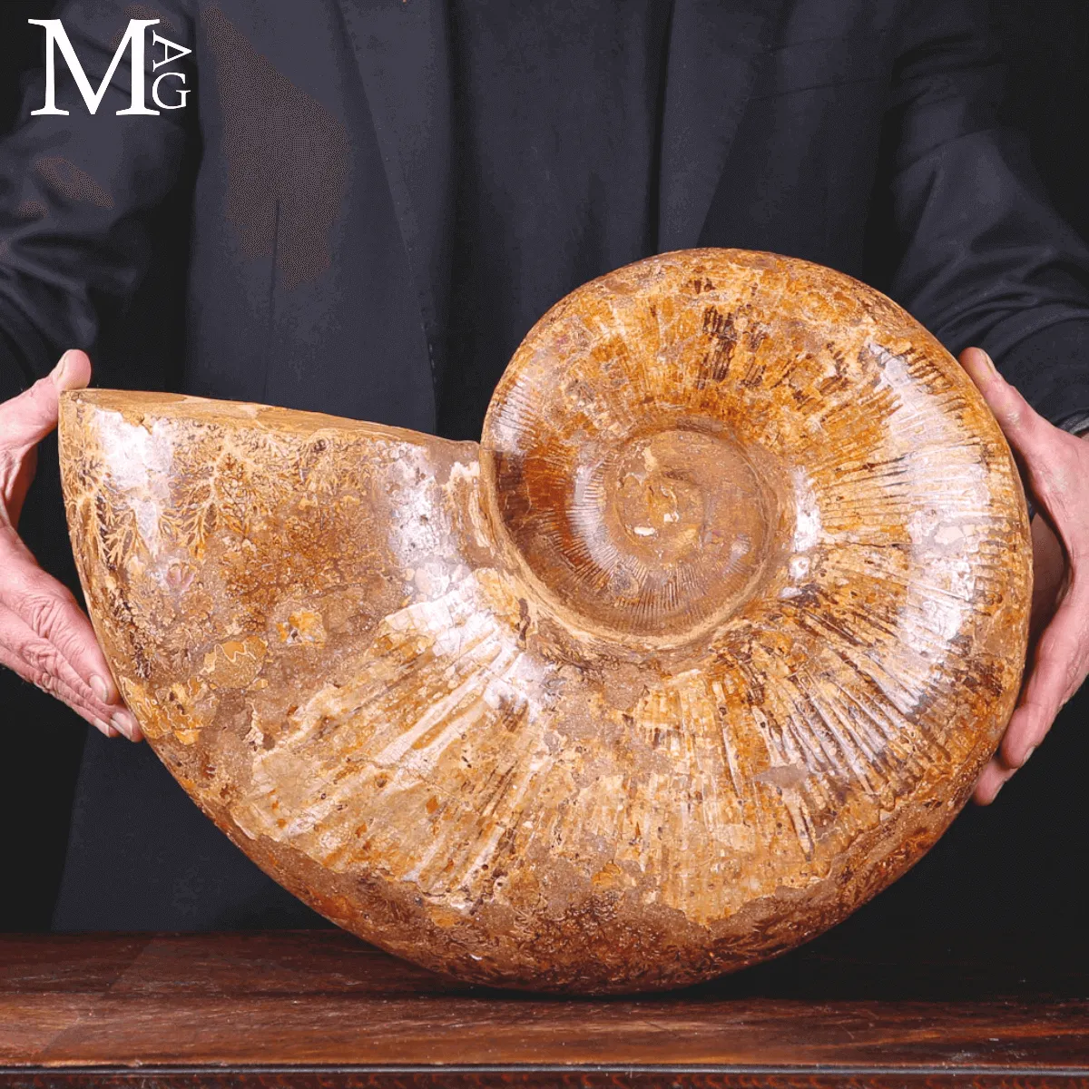 Lytoceras – Grande Ammonite fossile del Madagascar.