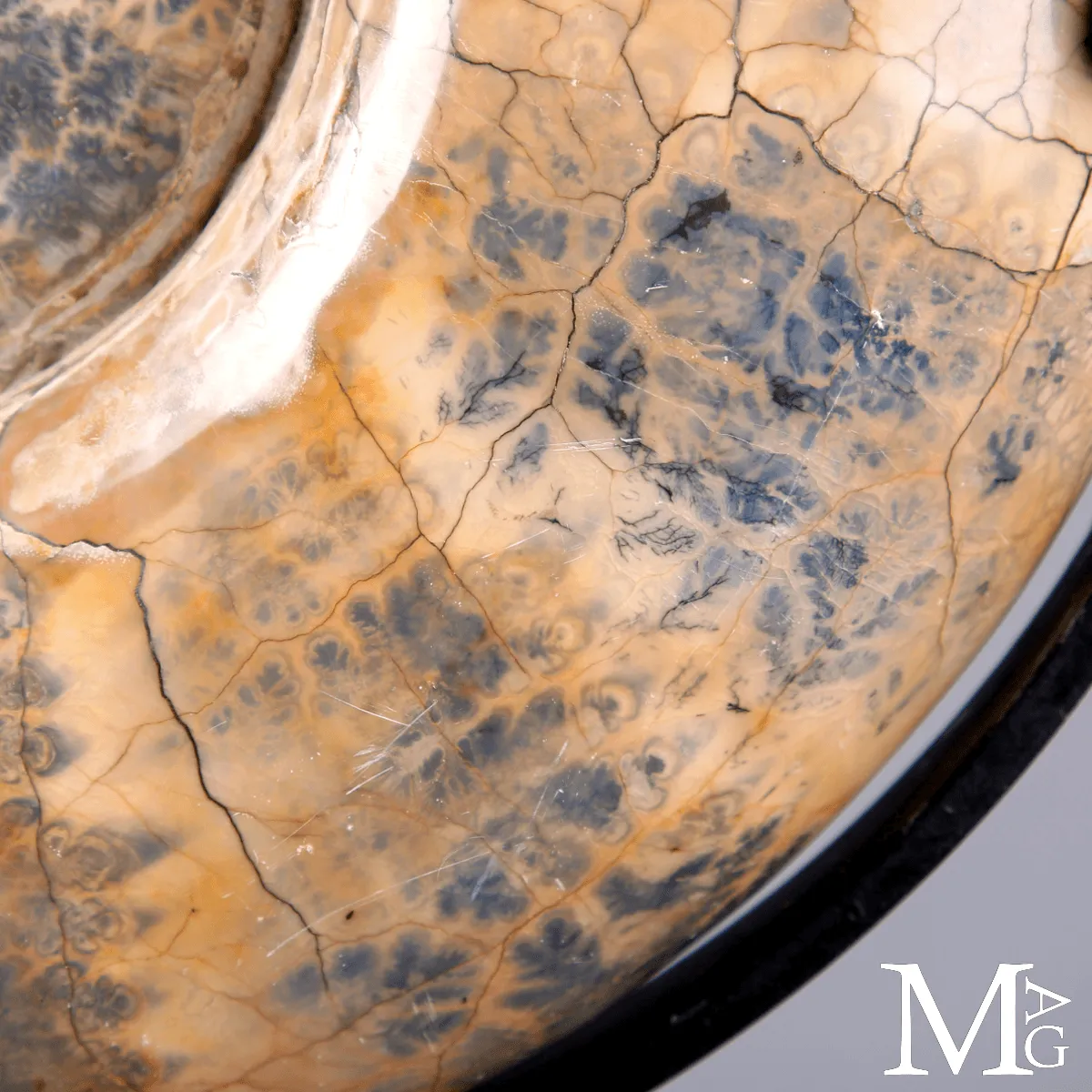 Lytoceras fossile - Grande ammonite su base.
