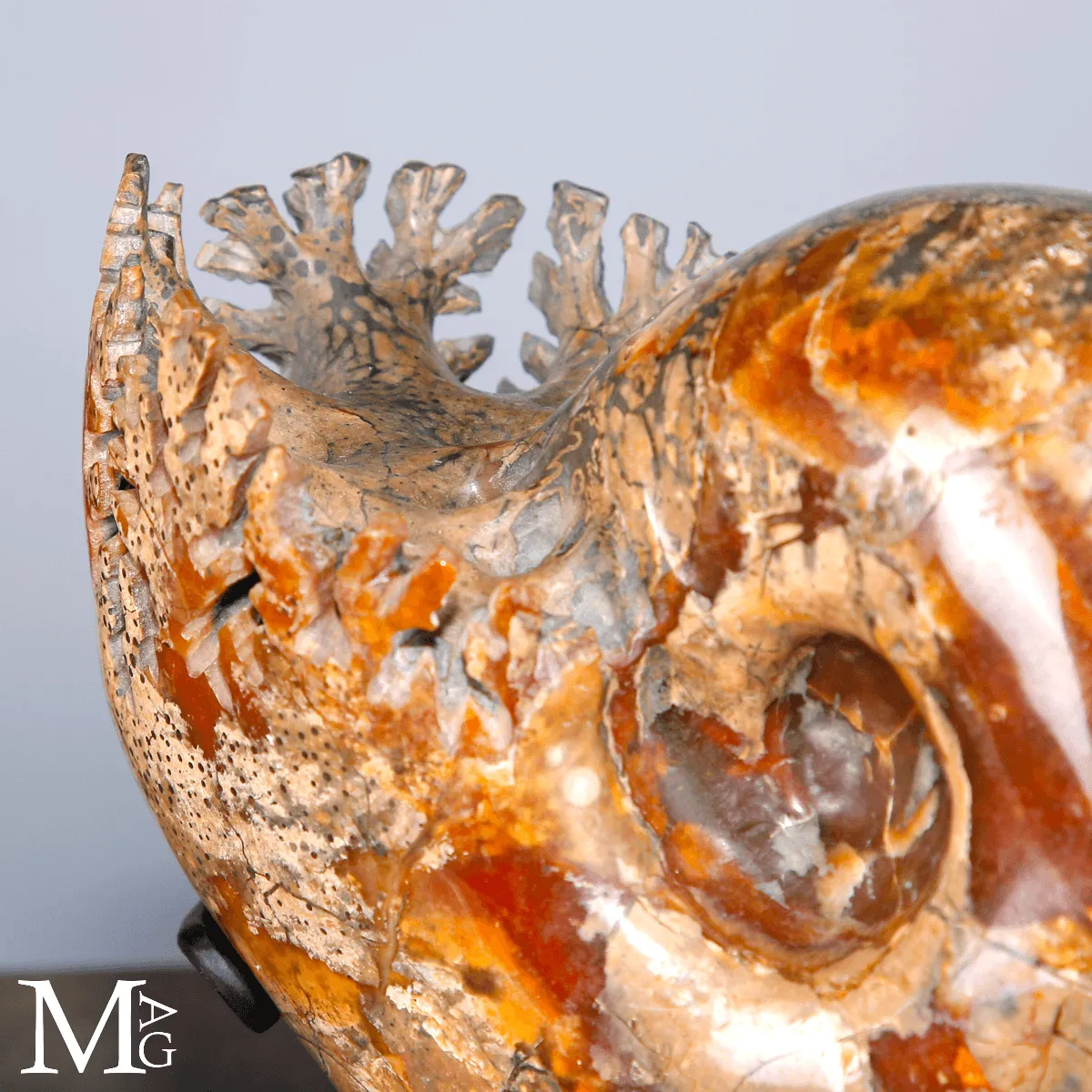 Ammonite Fossile - Phylloceras.