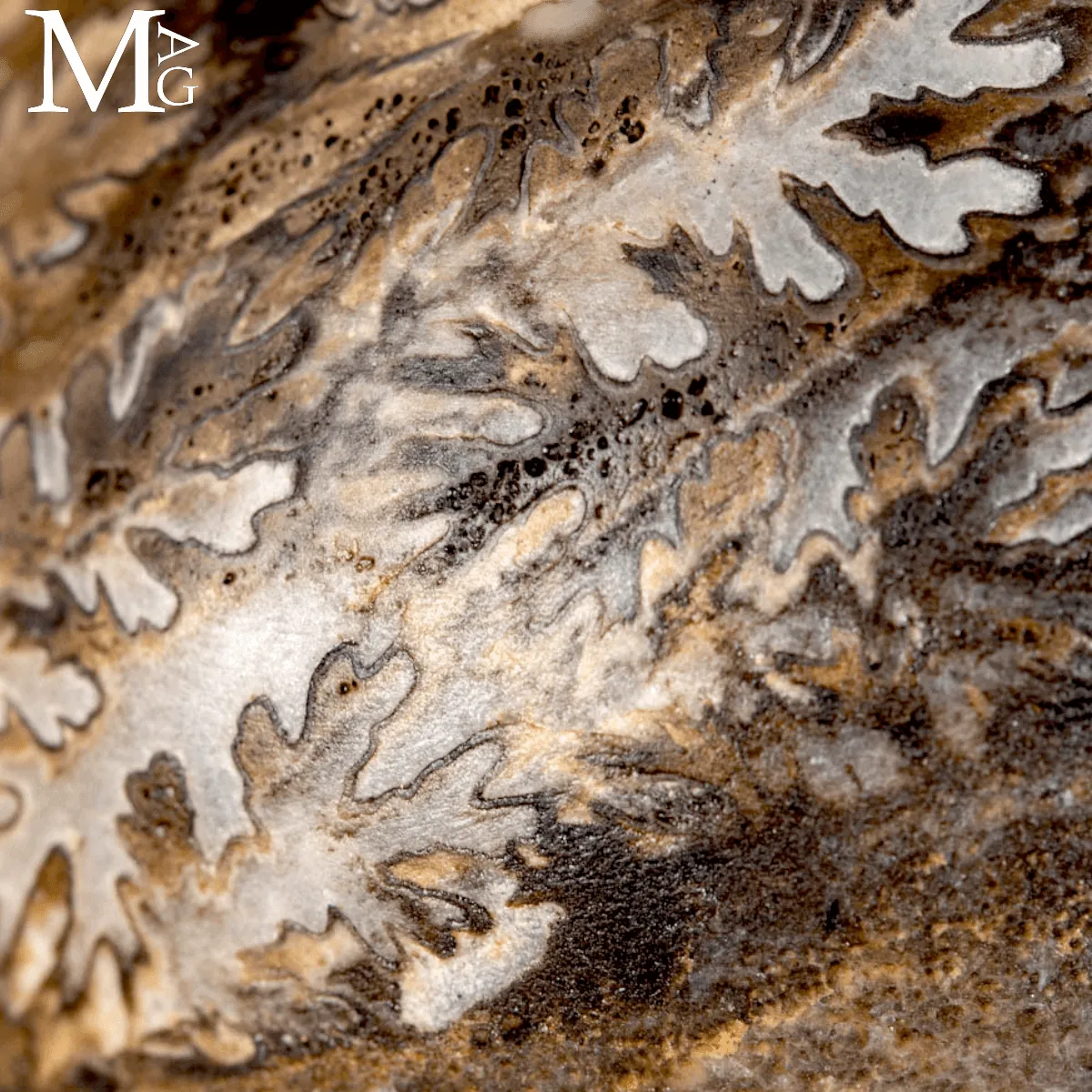 Brouwerites Intermedius – Ammonite Triassica di Timor.