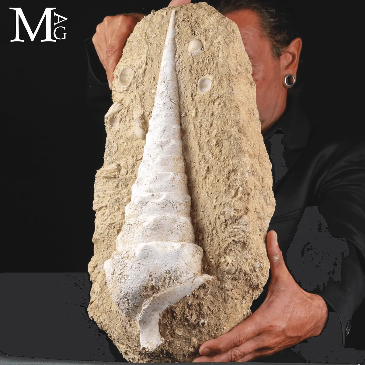 Campanile Giganteum – L’eleganza fossile dell’Eocene