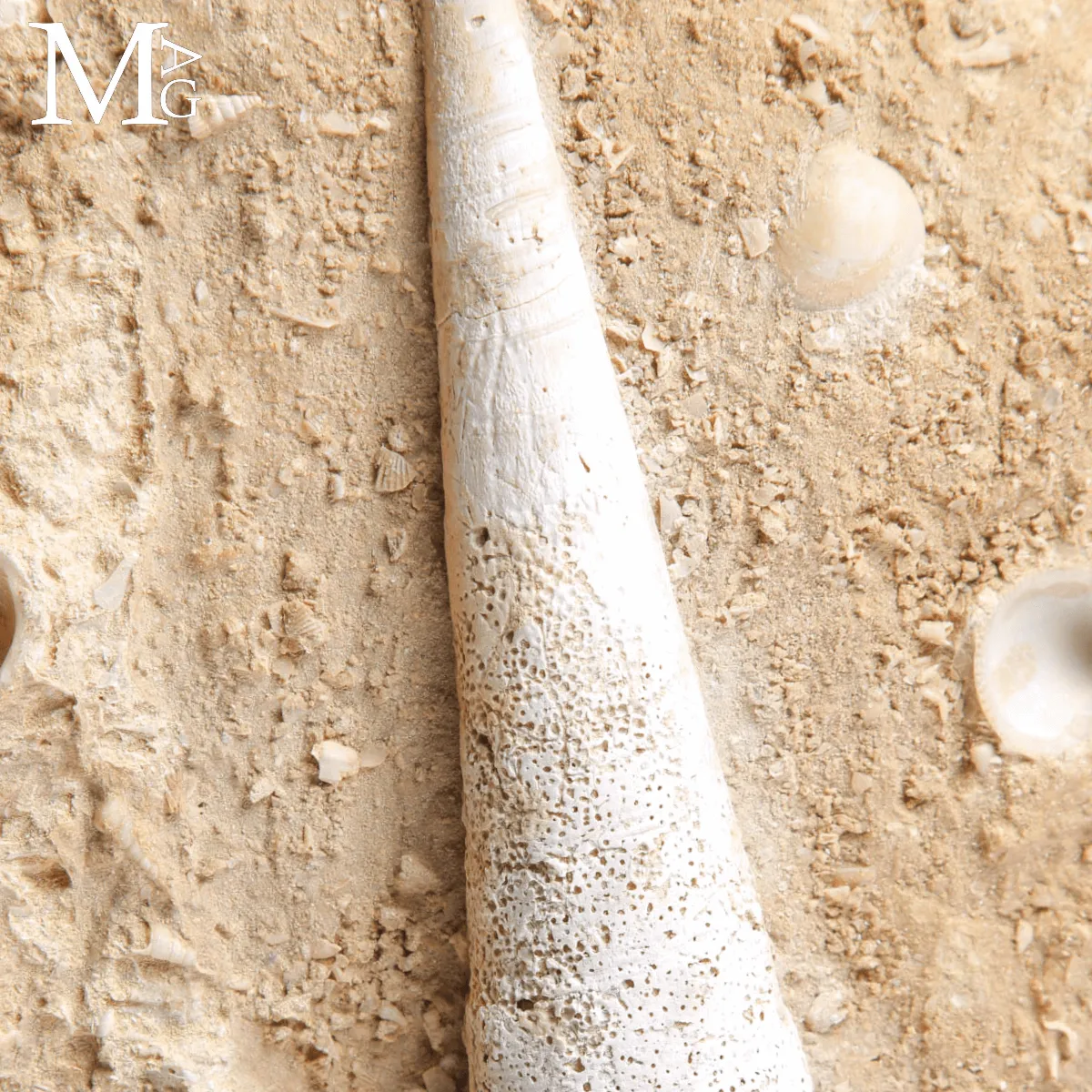 Campanile Giganteum – L’eleganza fossile dell’Eocene