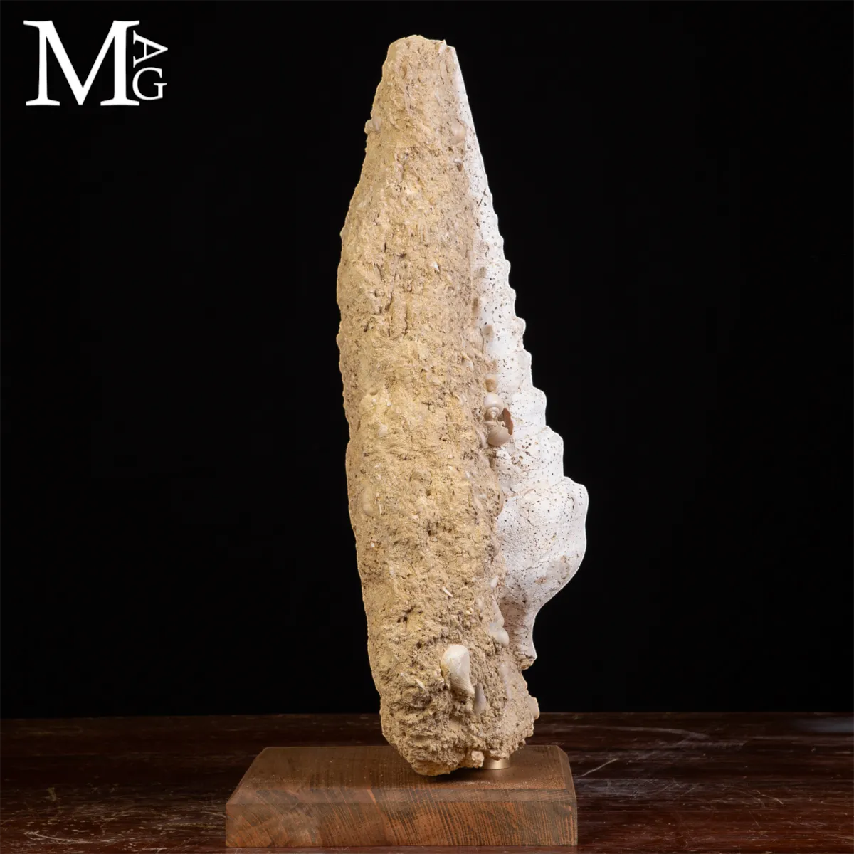 Campanile Giganteum Grande Conchiglia Fossile – Francia