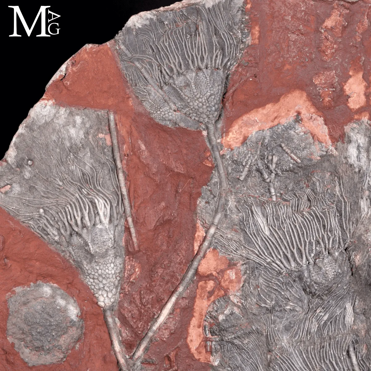 Lastra Fossile con Crinoidi – Paleozoico del Marocco