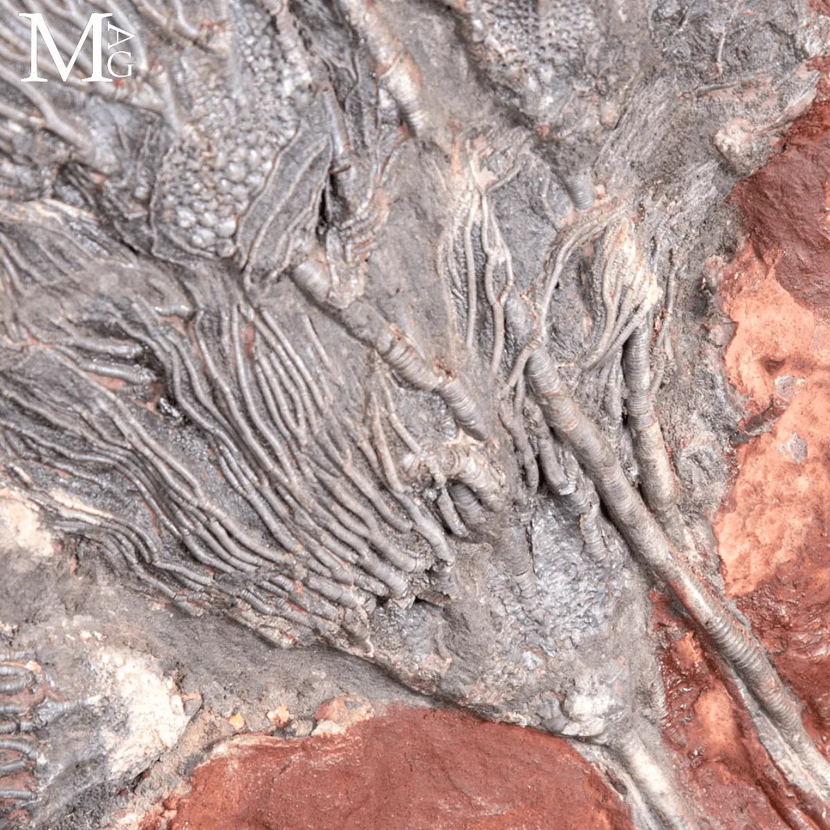 Lastra Fossile con Crinoidi – Paleozoico del Marocco