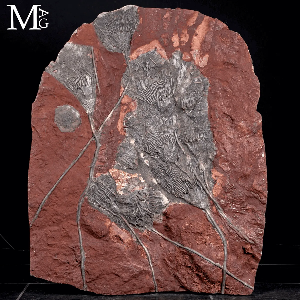 Lastra Fossile con Crinoidi – Paleozoico del Marocco