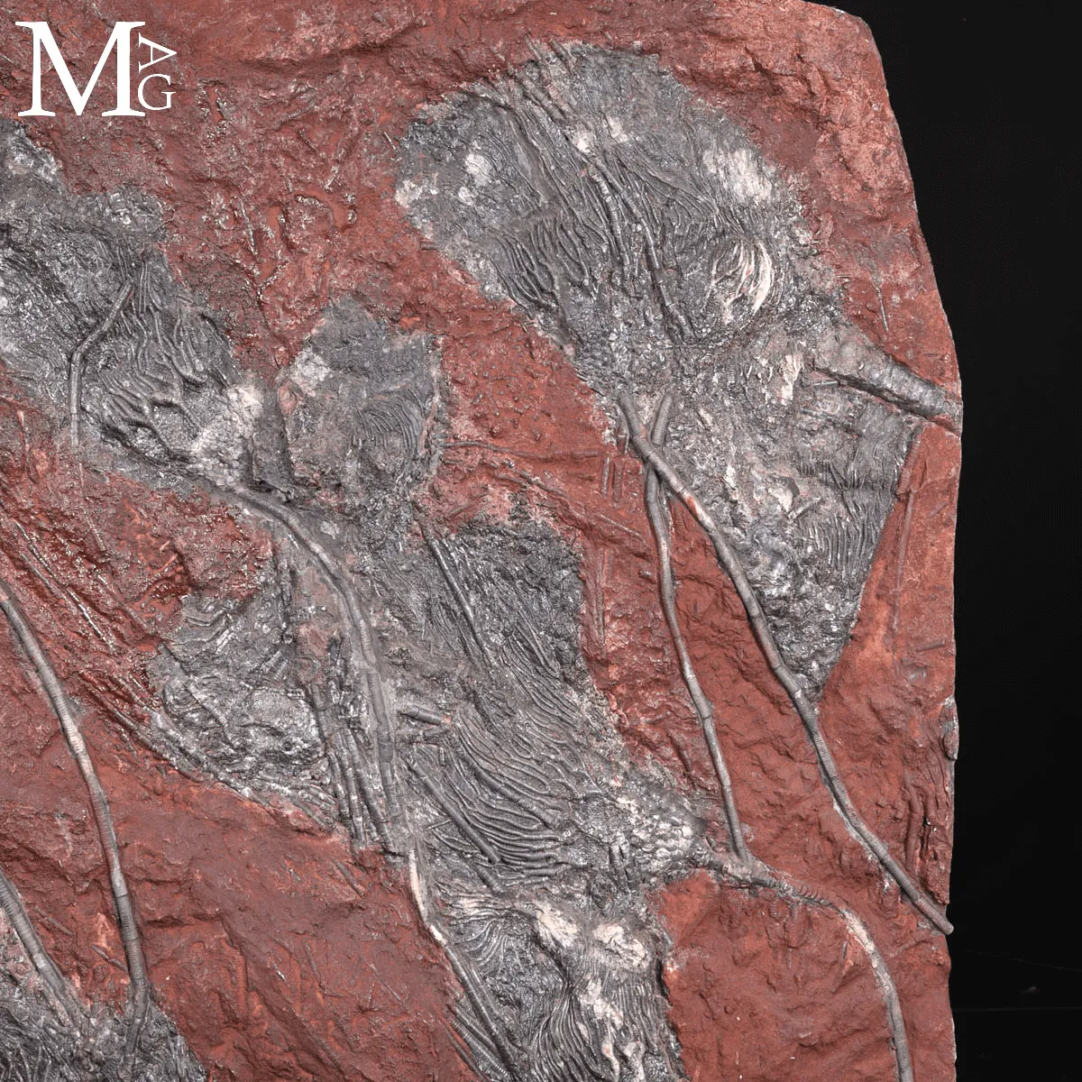 Grande Lastra Fossile con Crinoidi – Marocco