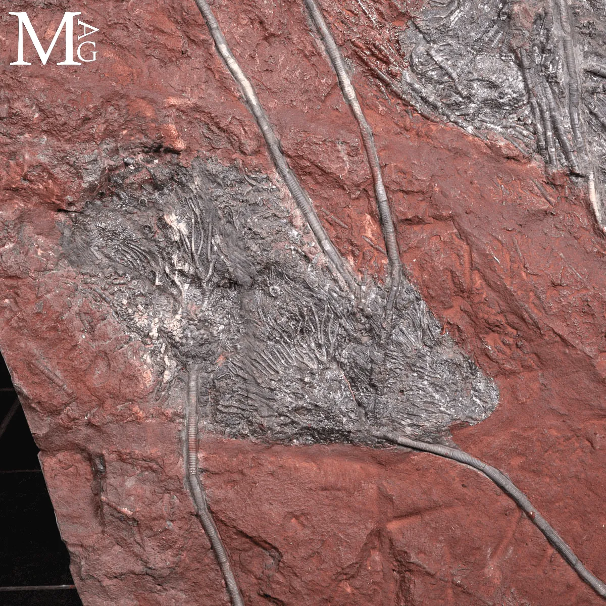 Grande Lastra Fossile con Crinoidi – Marocco