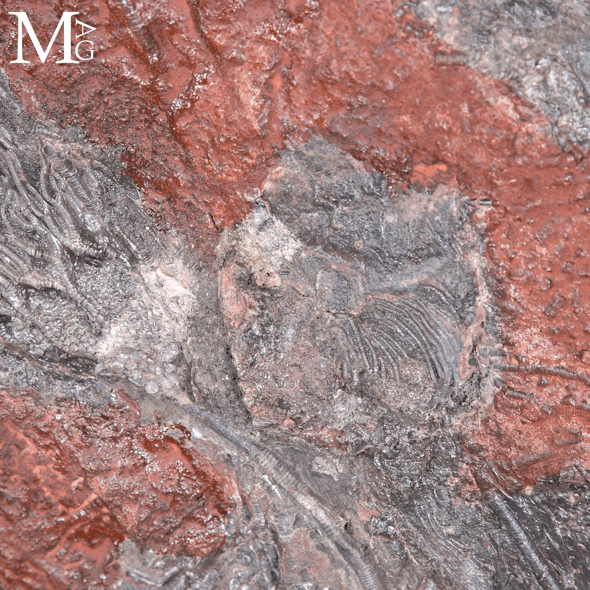 Grande Lastra Fossile con Crinoidi – Marocco