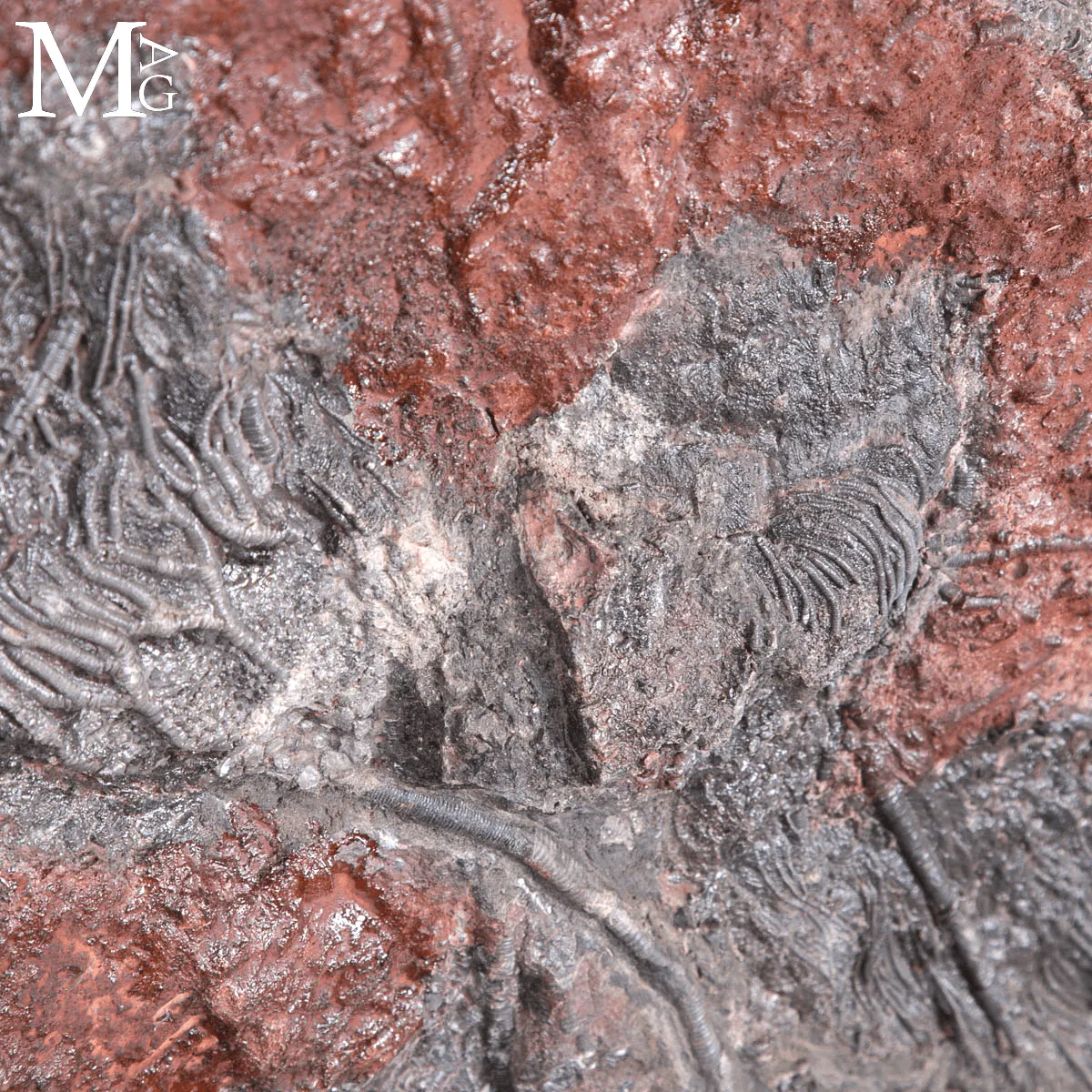Grande Lastra Fossile con Crinoidi – Marocco