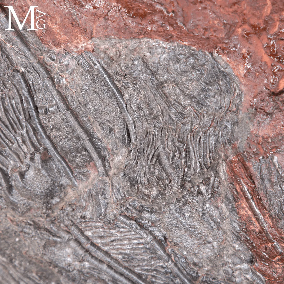 Grande Lastra Fossile con Crinoidi – Marocco