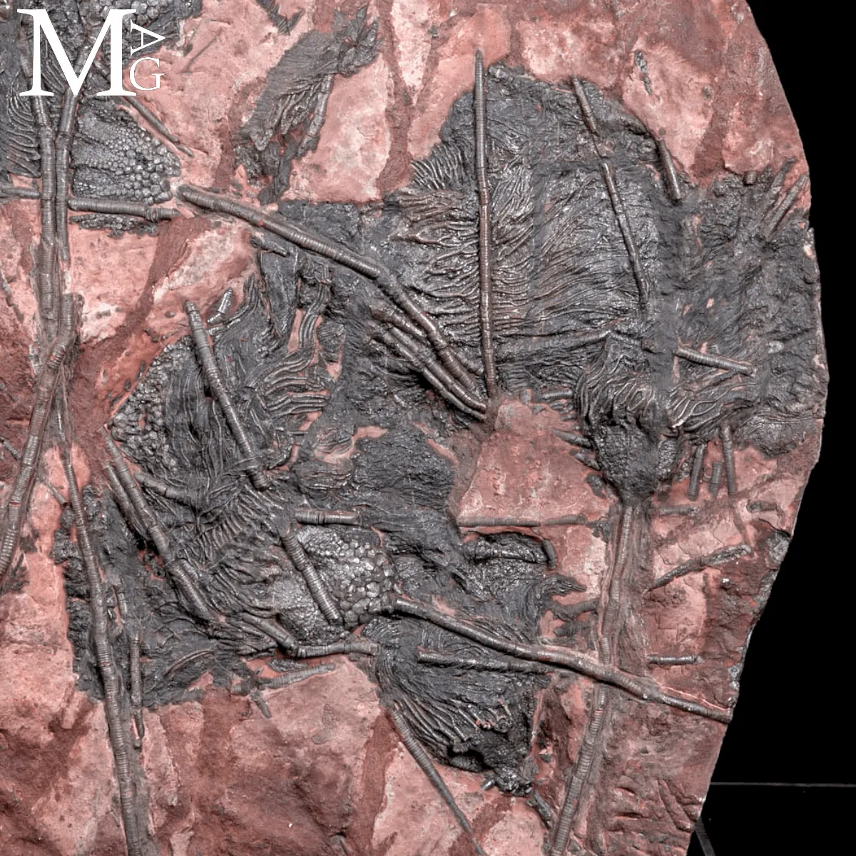 Lastra Fossile con Crinoidi – Paleozoico del Marocco